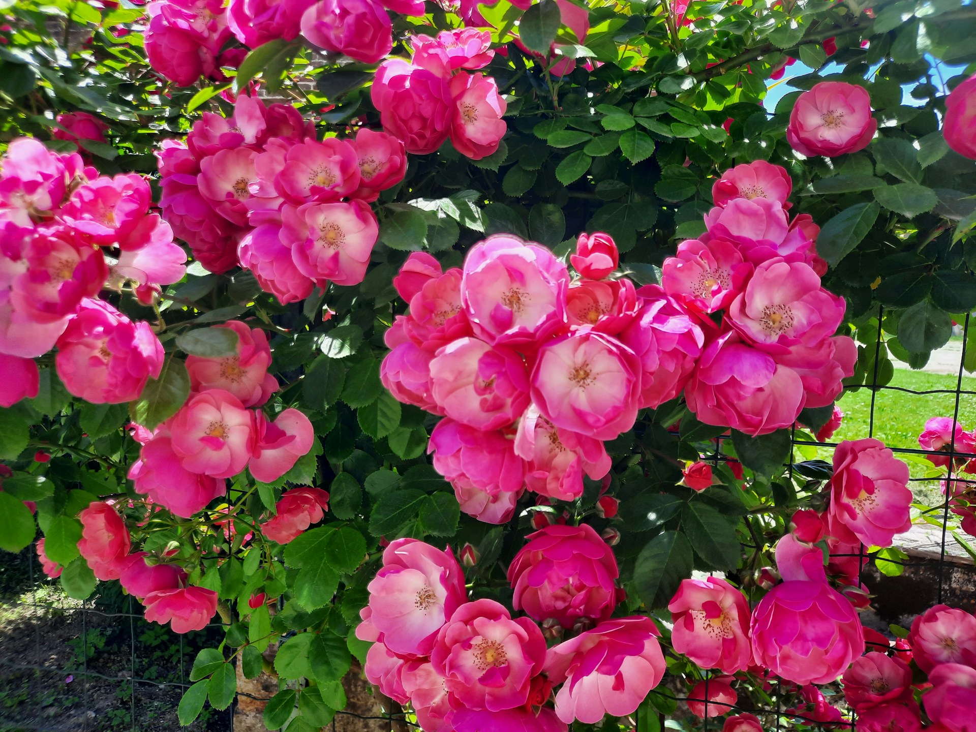 Un rosier rose | Source : Unsplash