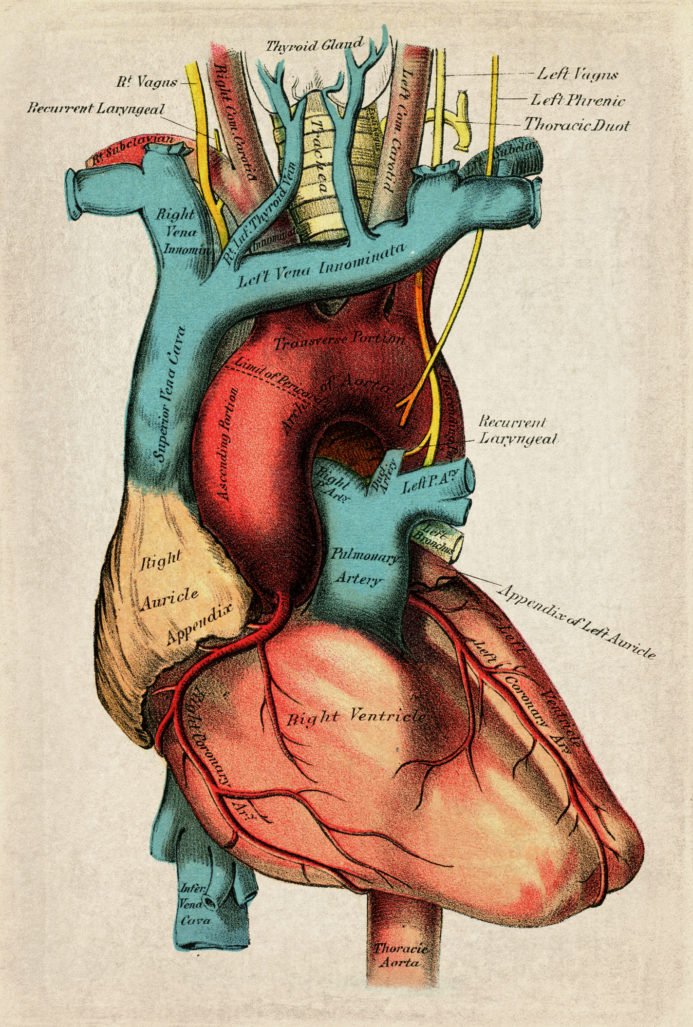 Illustration d'un cœur humain | Source : Getty images