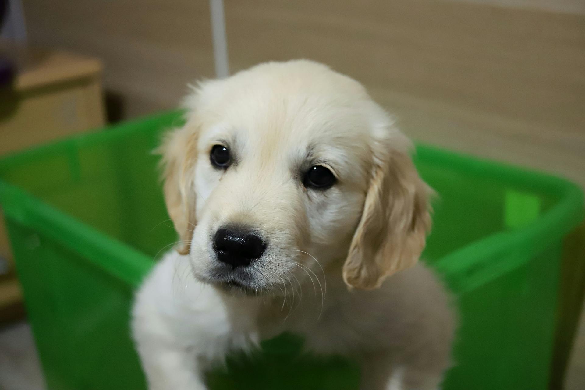 Un chiot dans une boîte | Source : Pexels