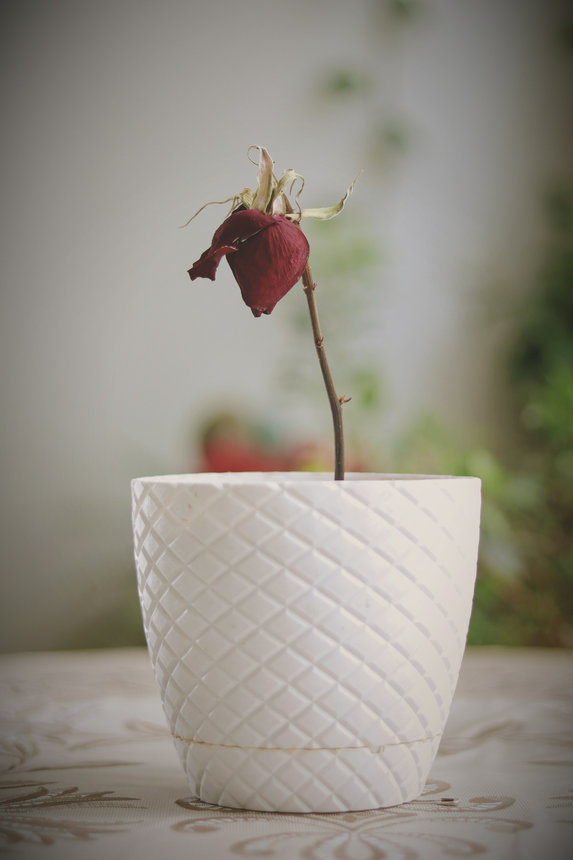 Une rose fanée dans un pot en céramique | Source : Unsplash