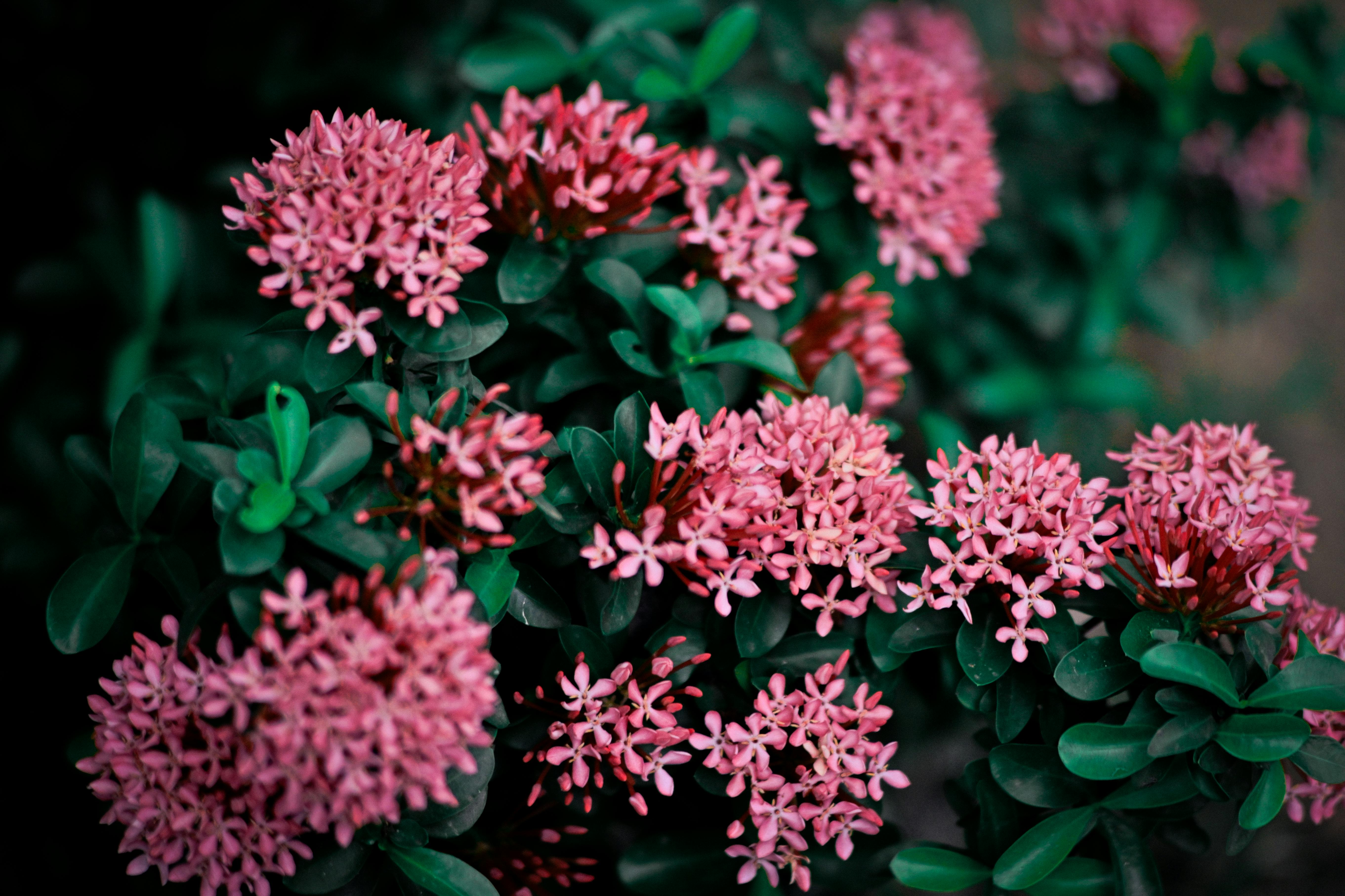 Fleurs dans un jardin | Source : Pexels