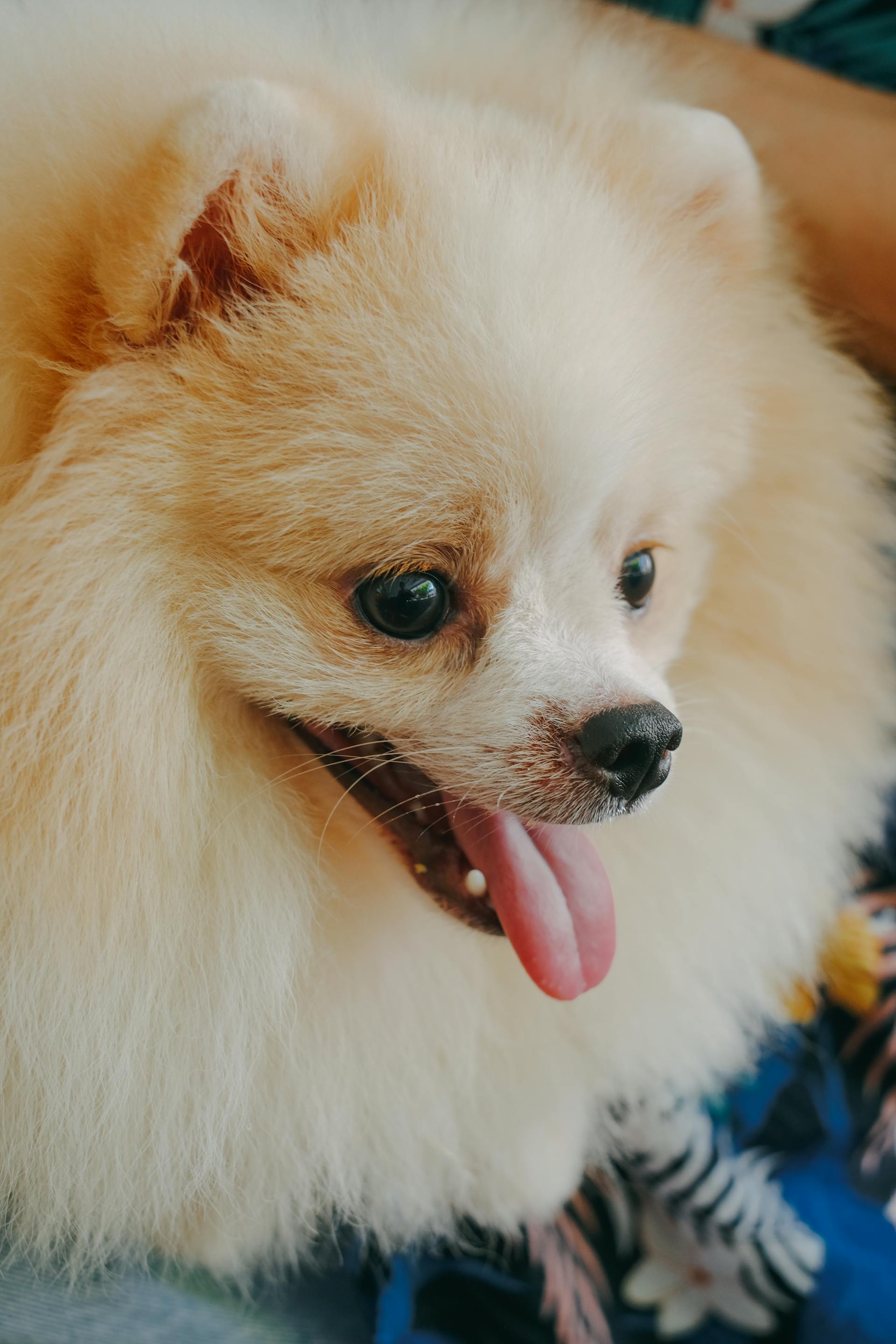 Un chien | Source : Pexels