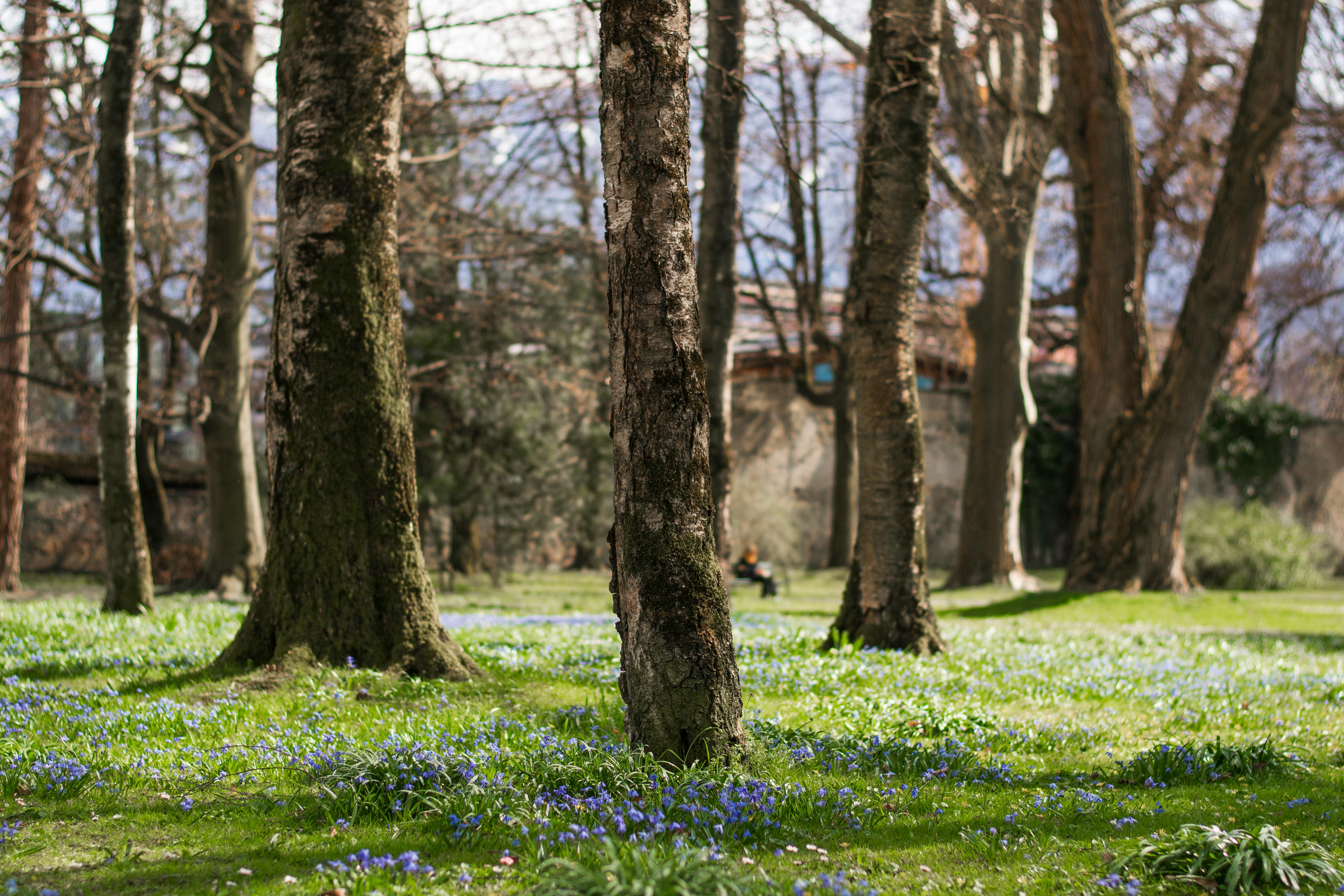Arbres dans un parc | Source : Pexels