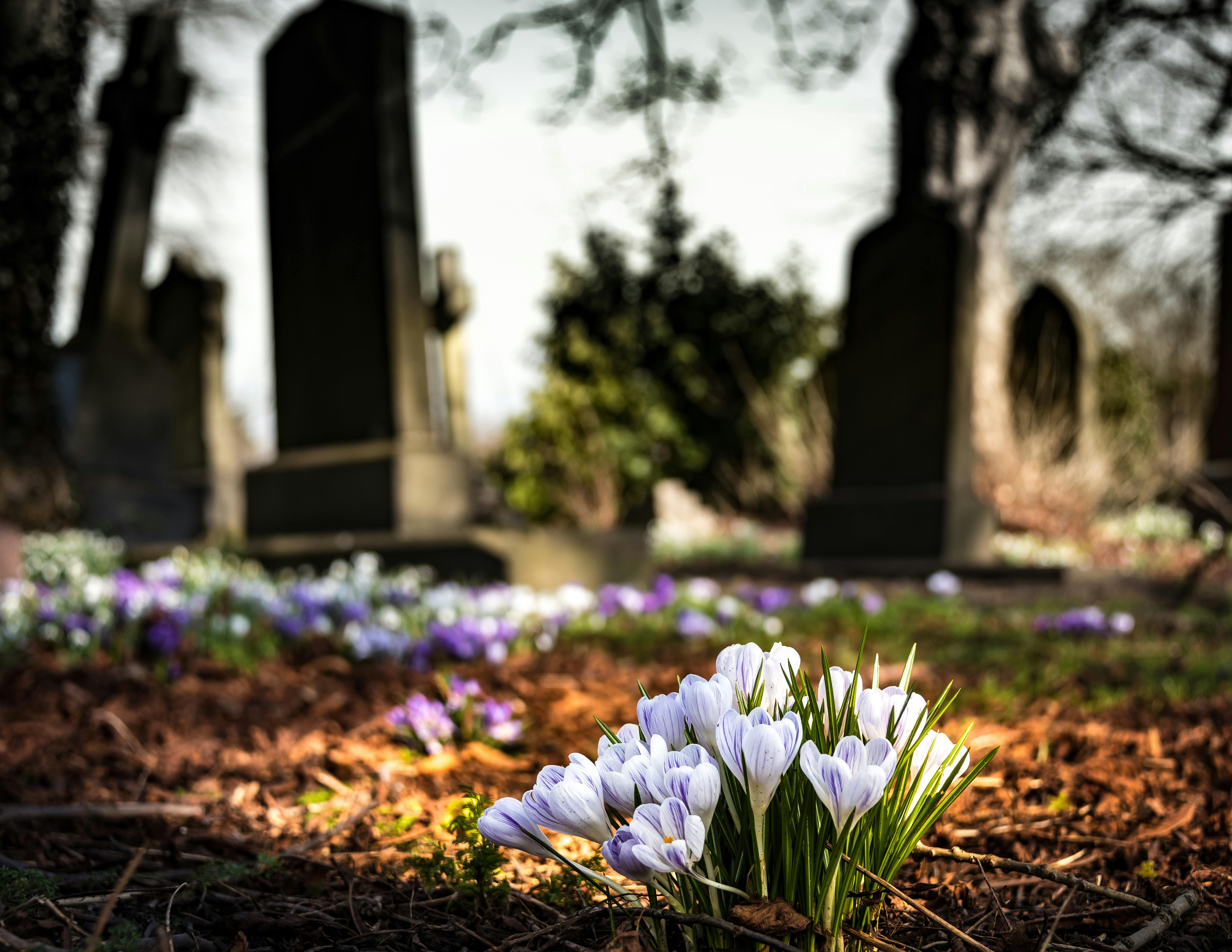 Fleurs et pierres tombales dans un cimetière | Source : Pexels