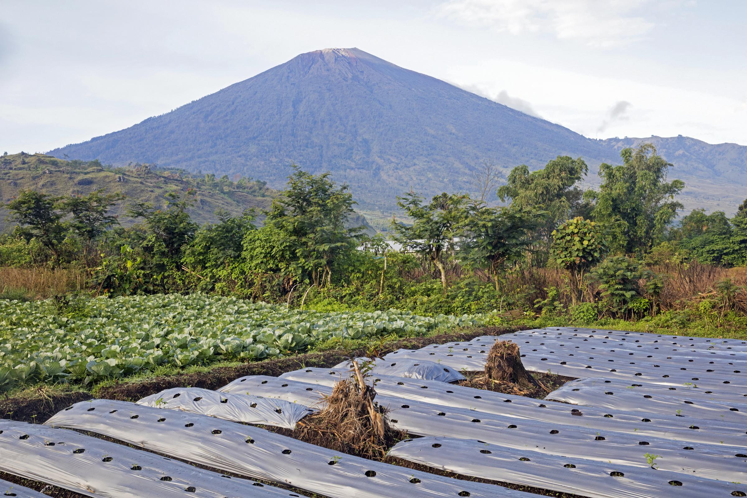 Mont Rinjani - Gunung Rinjani, volcan actif et champs de légumes à Sembalun Lawang, dans la province de Nusa Tenggara Ouest, sur l'île de Lombok, en Indonésie I Source : Getty Images