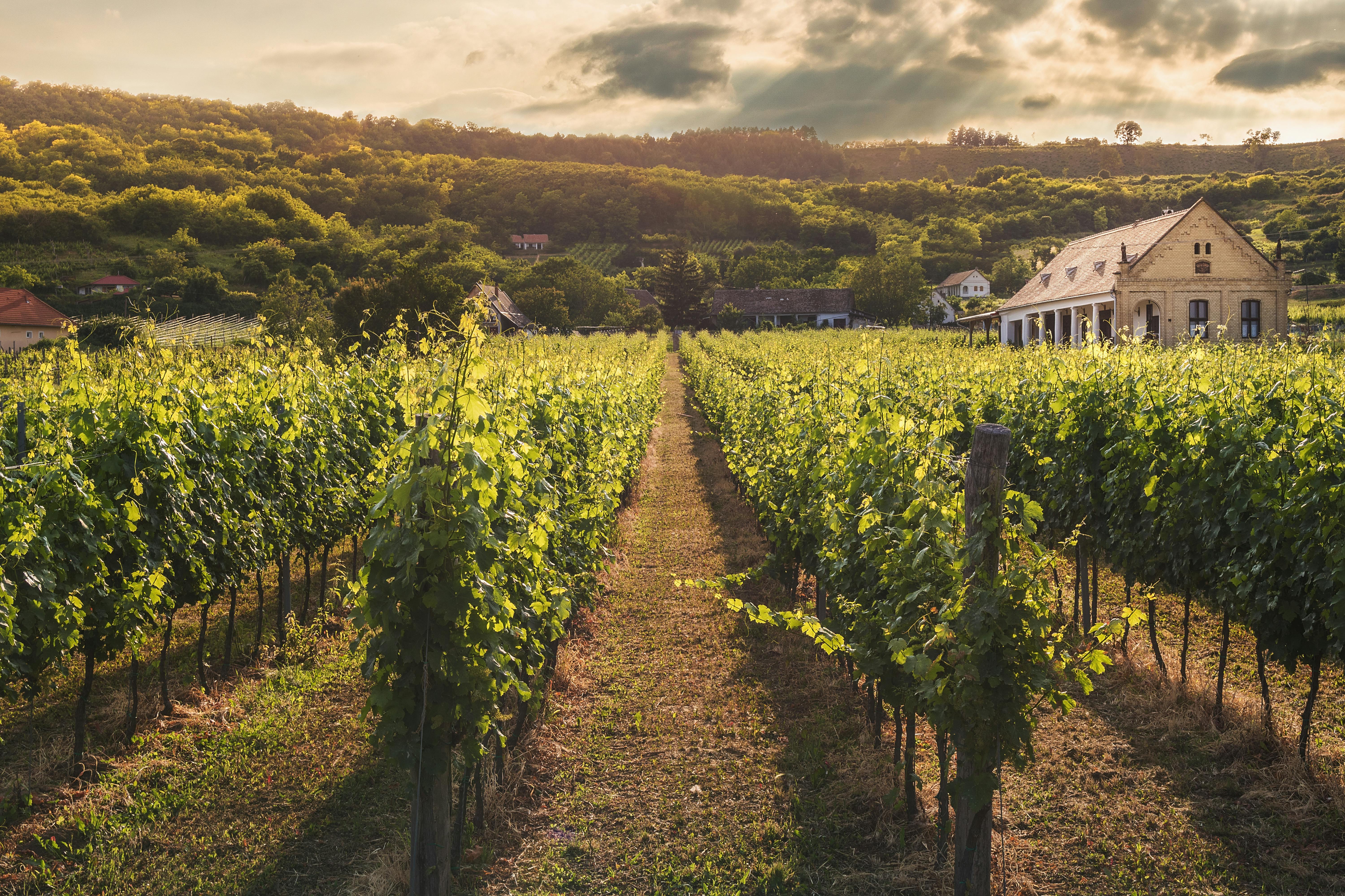 Champs d'une ferme | Source : Pexels