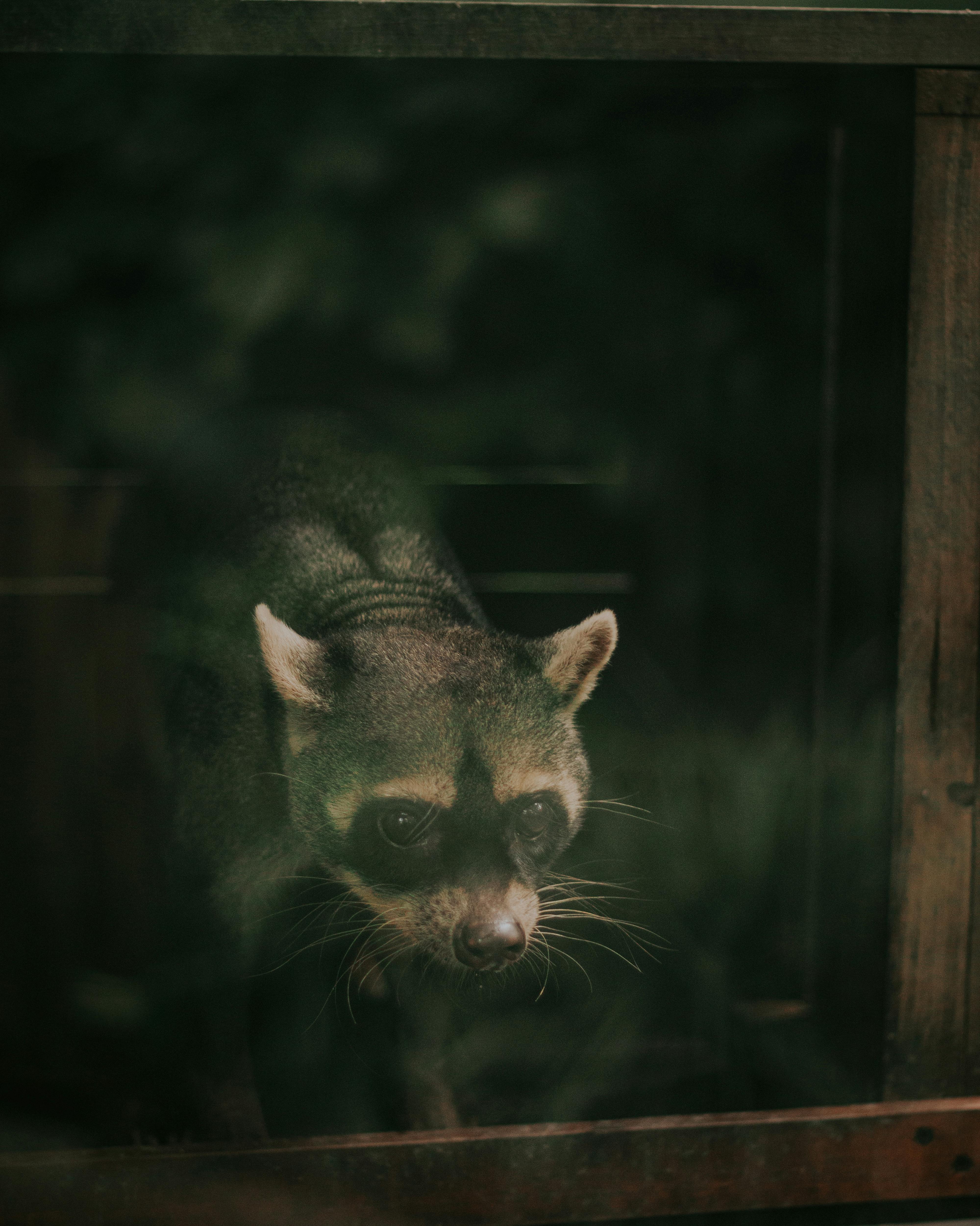 Gros plan sur un raton laveur | Source : Pexels