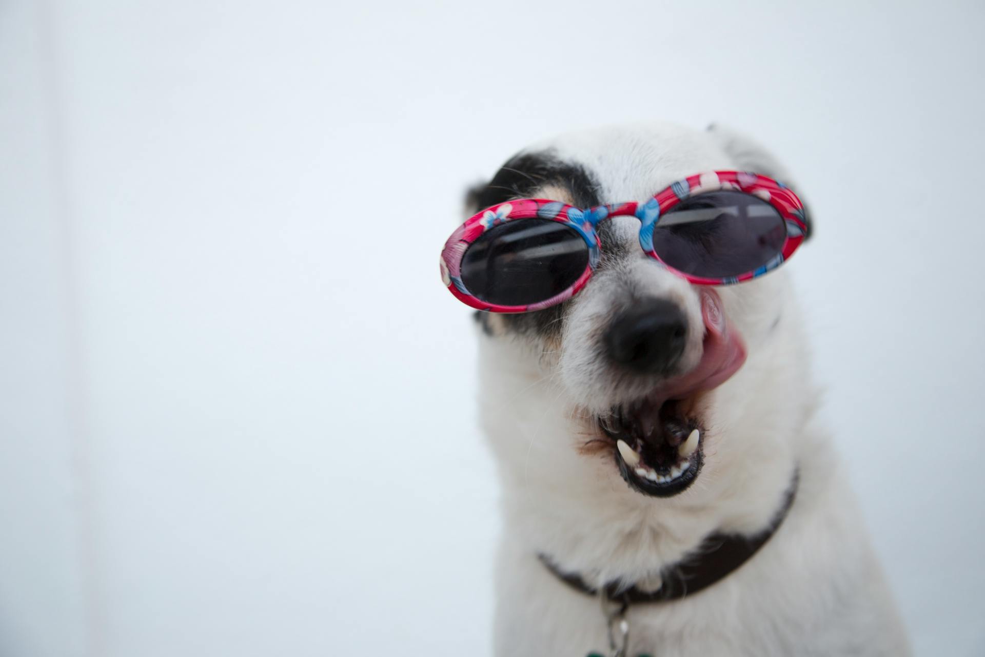 Gros plan sur un chien portant des lunettes de soleil | Source : Pexels