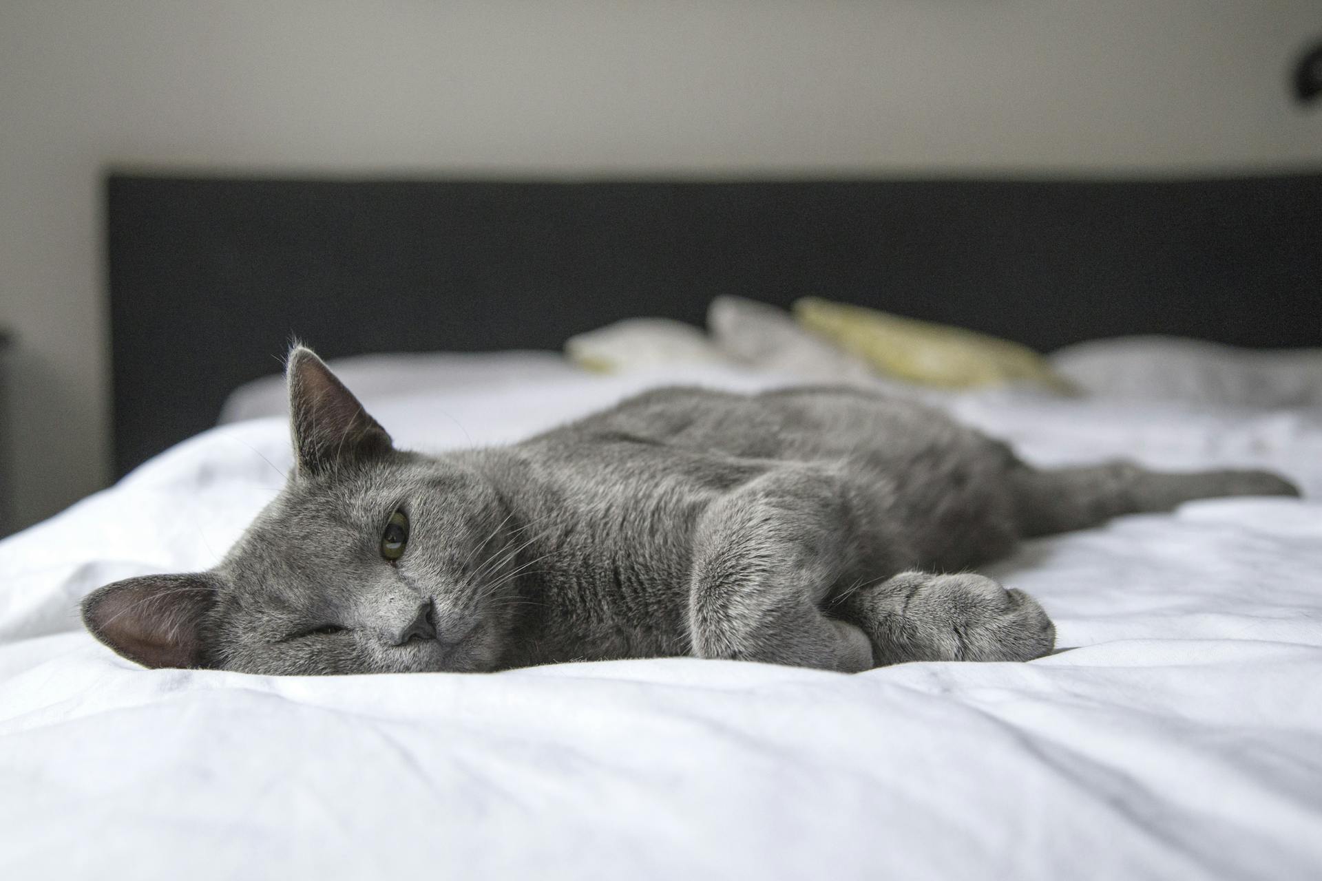 Un chat endormi sur un lit | Source : Pexels
