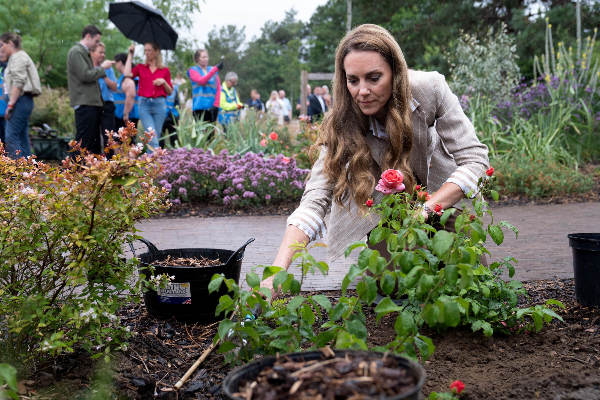 Avec une attention particulière, la princesse Catherine s'occupe de la roseraie de l'hôpital de Colchester. Les fleurs, qui font partie d'un don de charité en son nom, reflètent le message plus large de la visite, à savoir la résilience et le rétablissement.