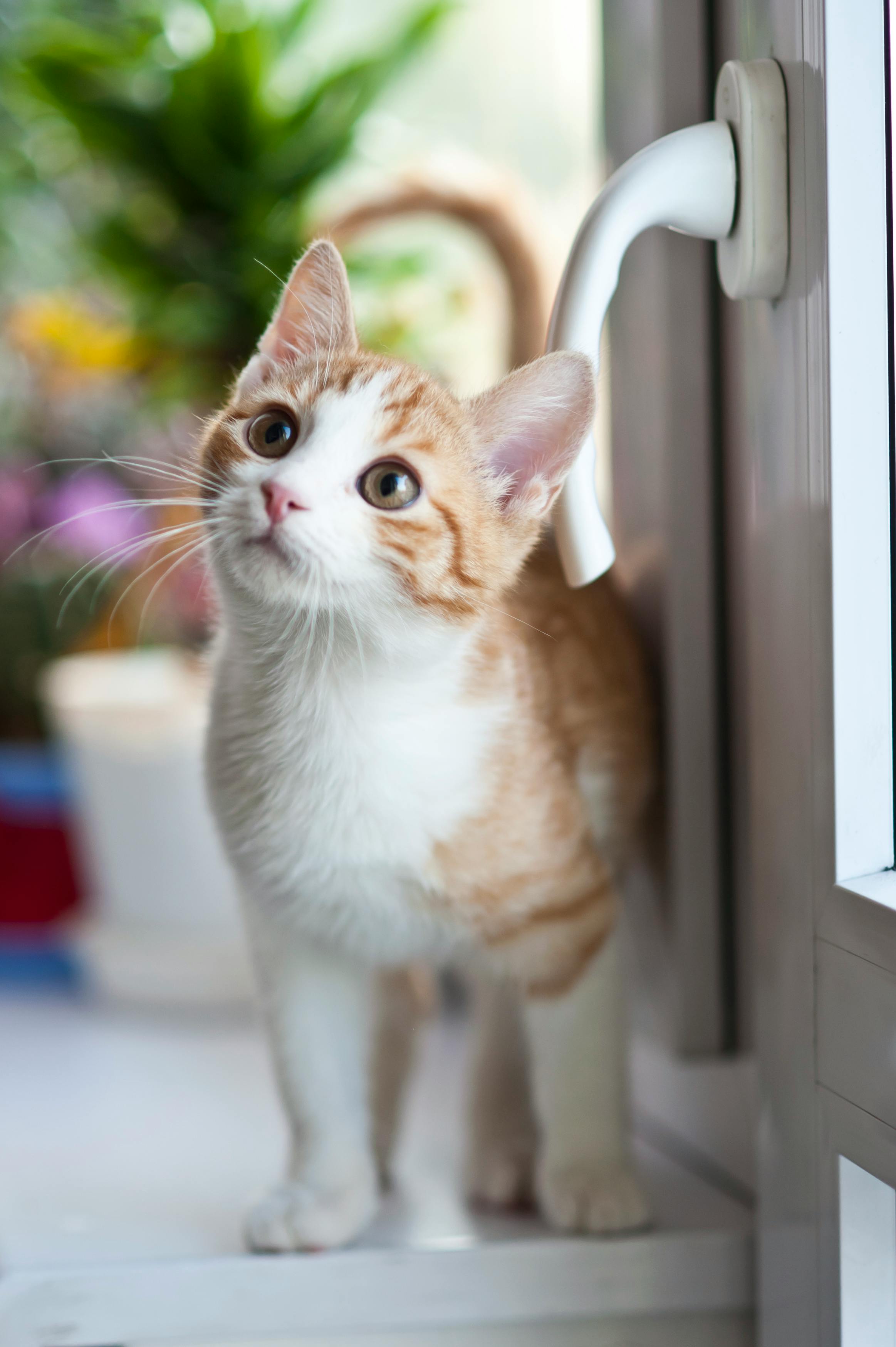 Un chat assis sur un comptoir | Source : Pexels