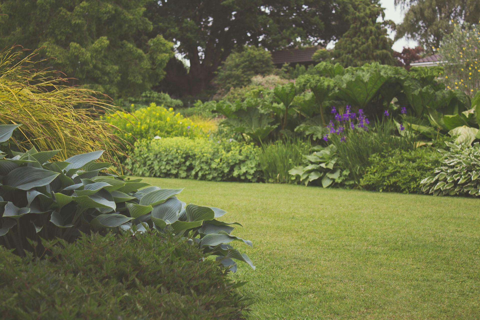 Plantes dans une arrière-cour | Source : Pexels
