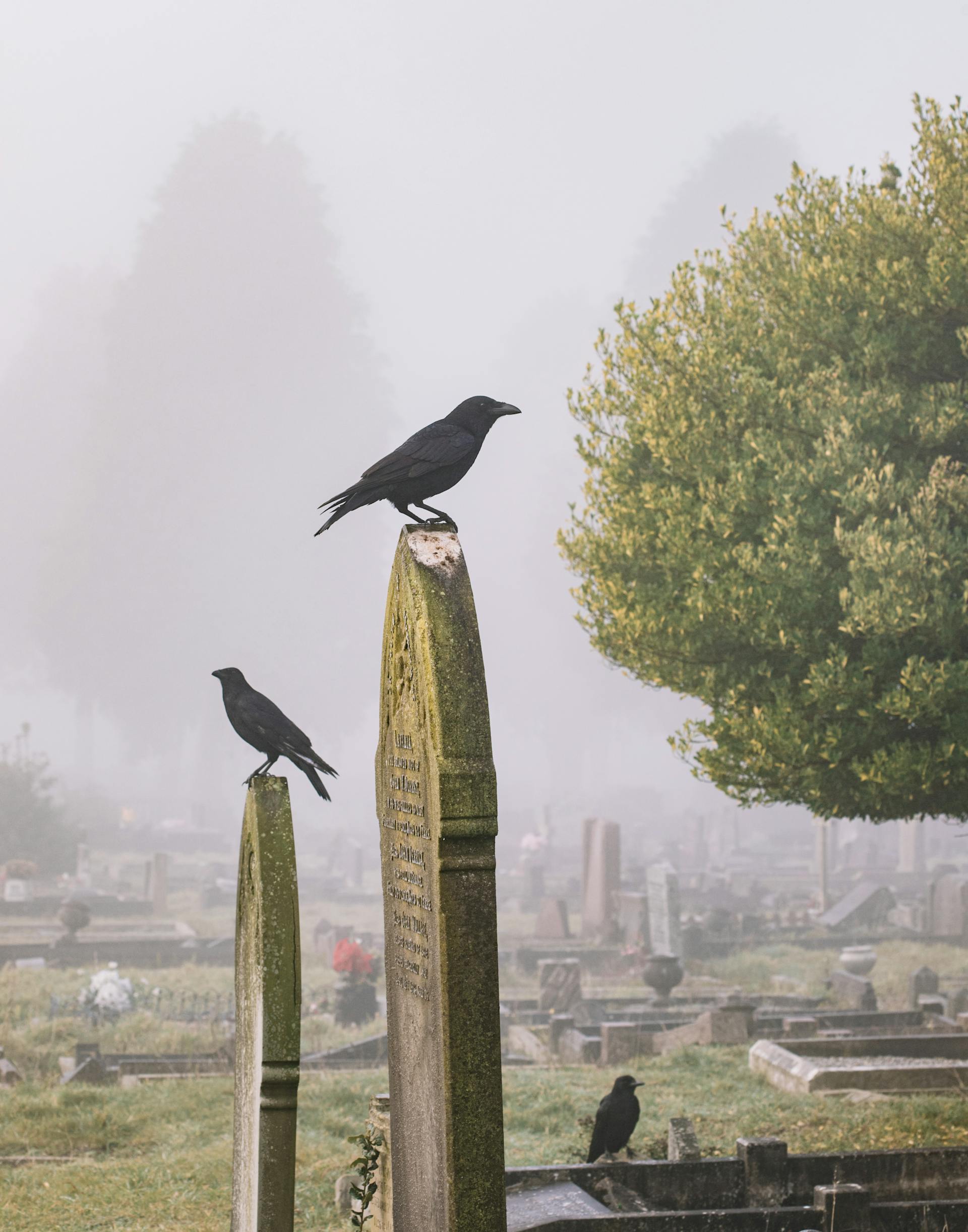 Un cimetière | Source : Pexels