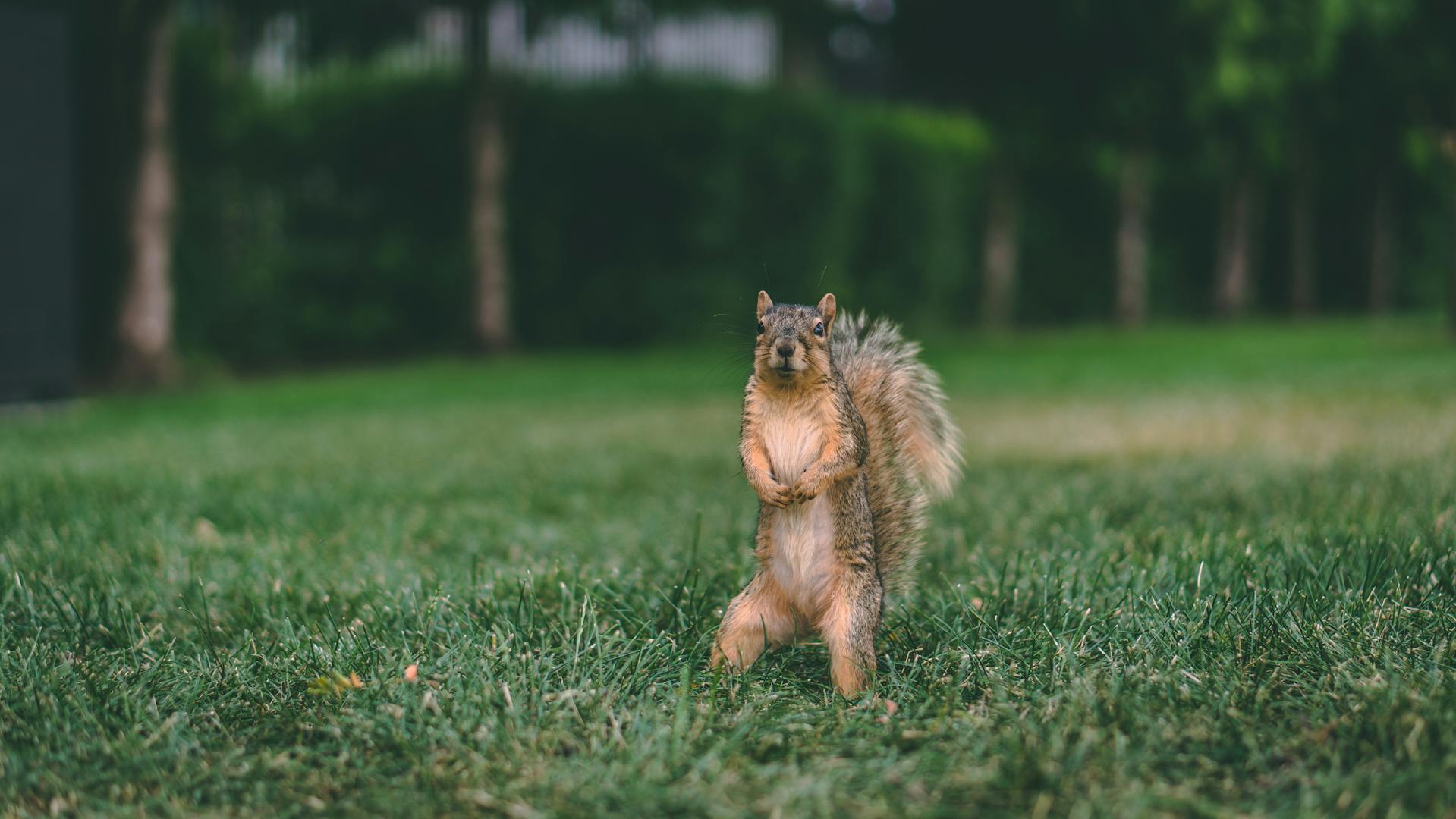 Un écureuil sur une pelouse | Source : Pexels