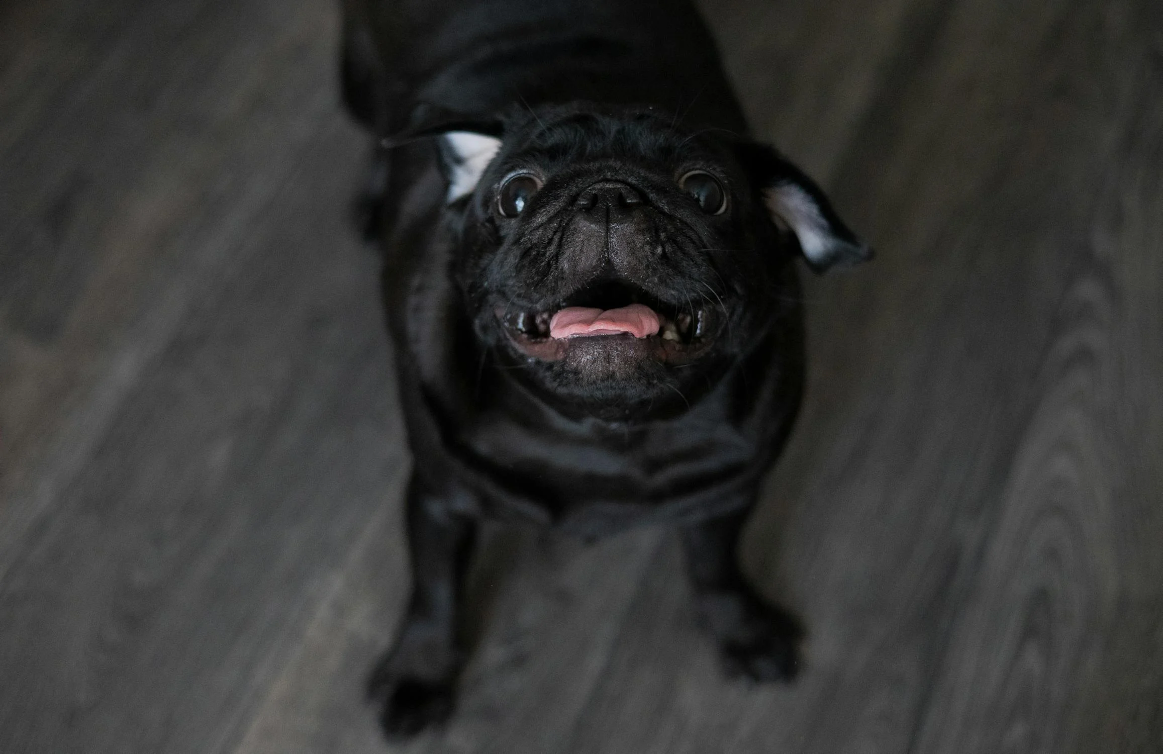Un carlin qui aboie | Source : Pexels