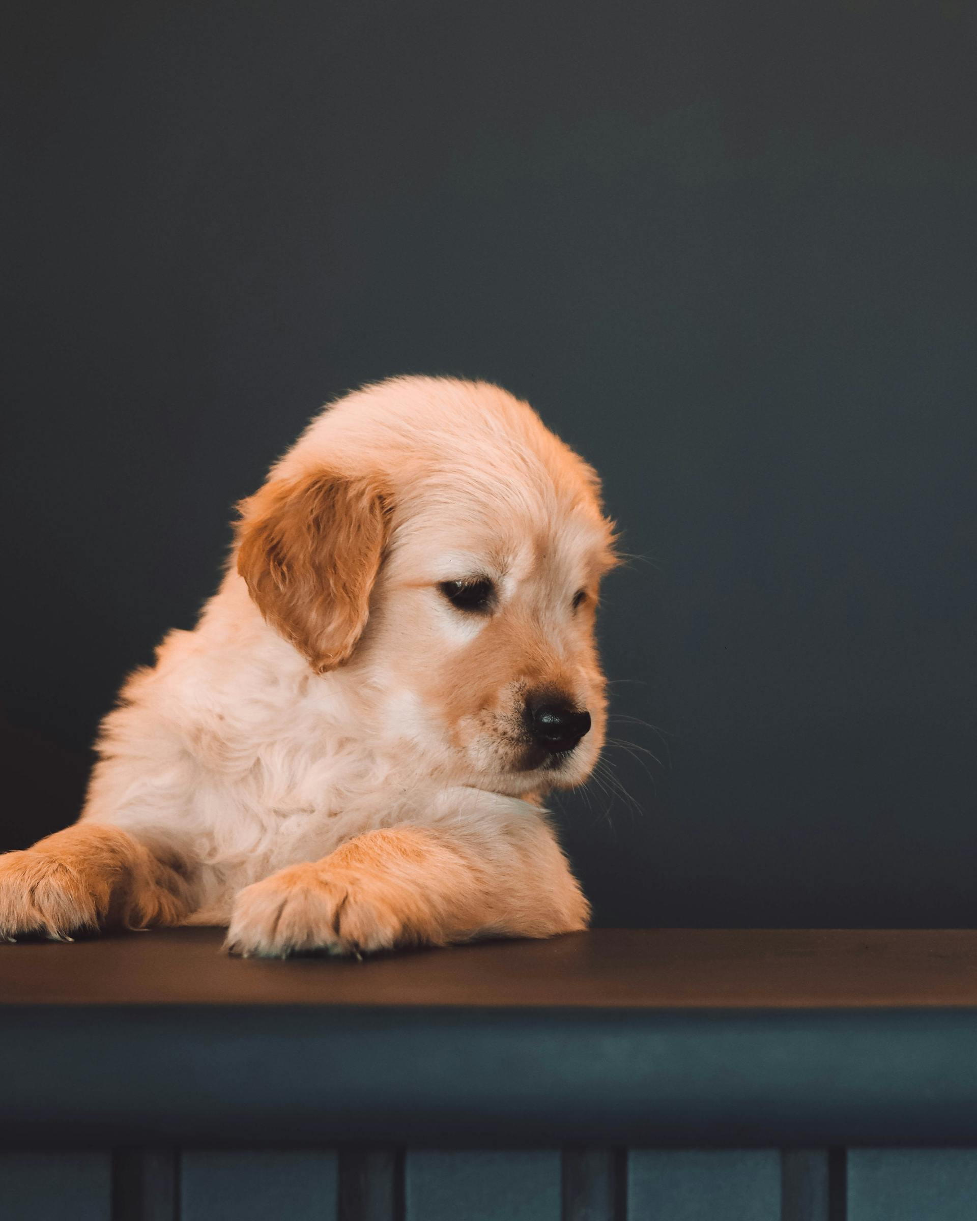 Un adorable chiot golden retriever qui regarde au loin | Source : Pexels