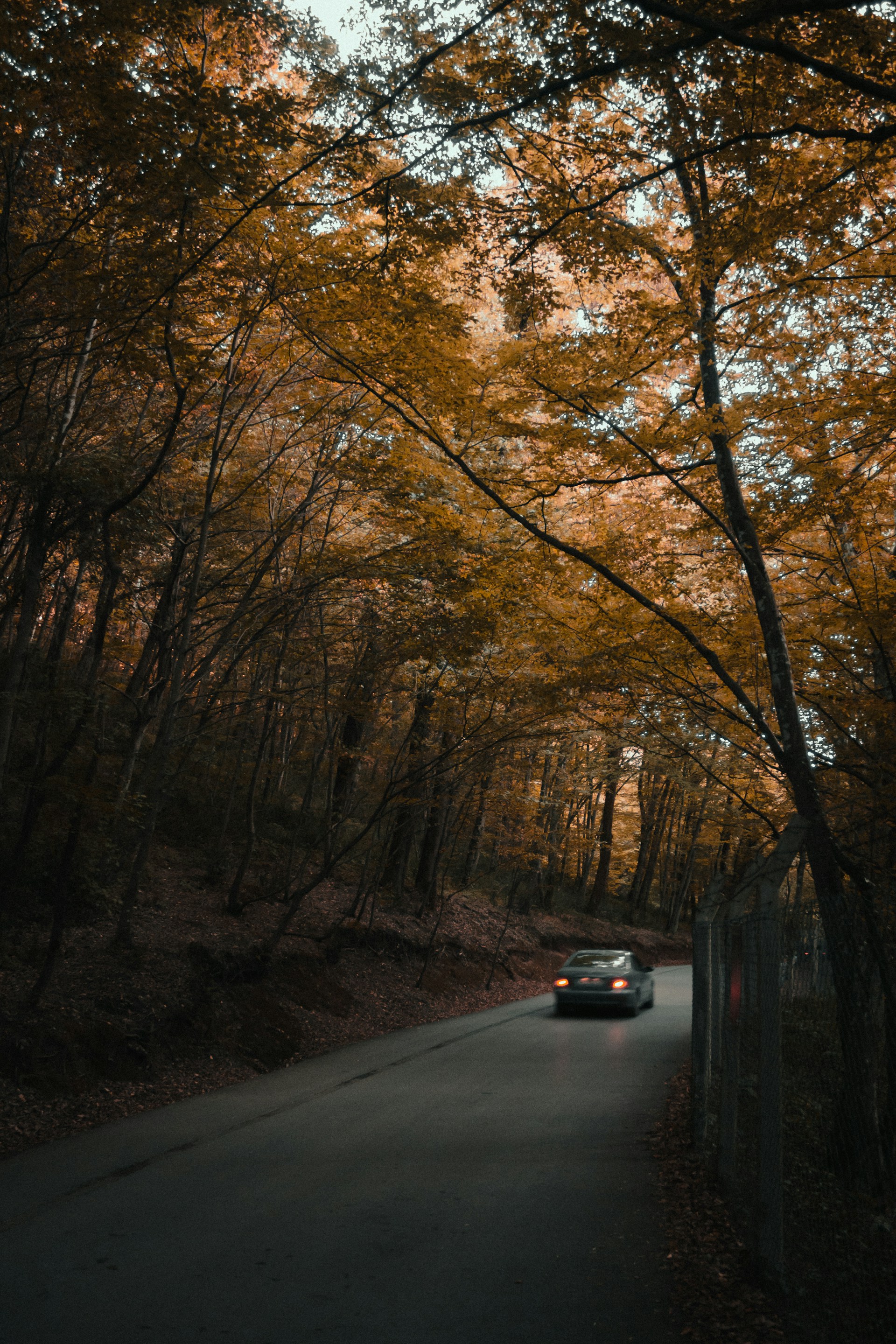 Une voiture sur une route bordée d'arbres | Source : Unsplash