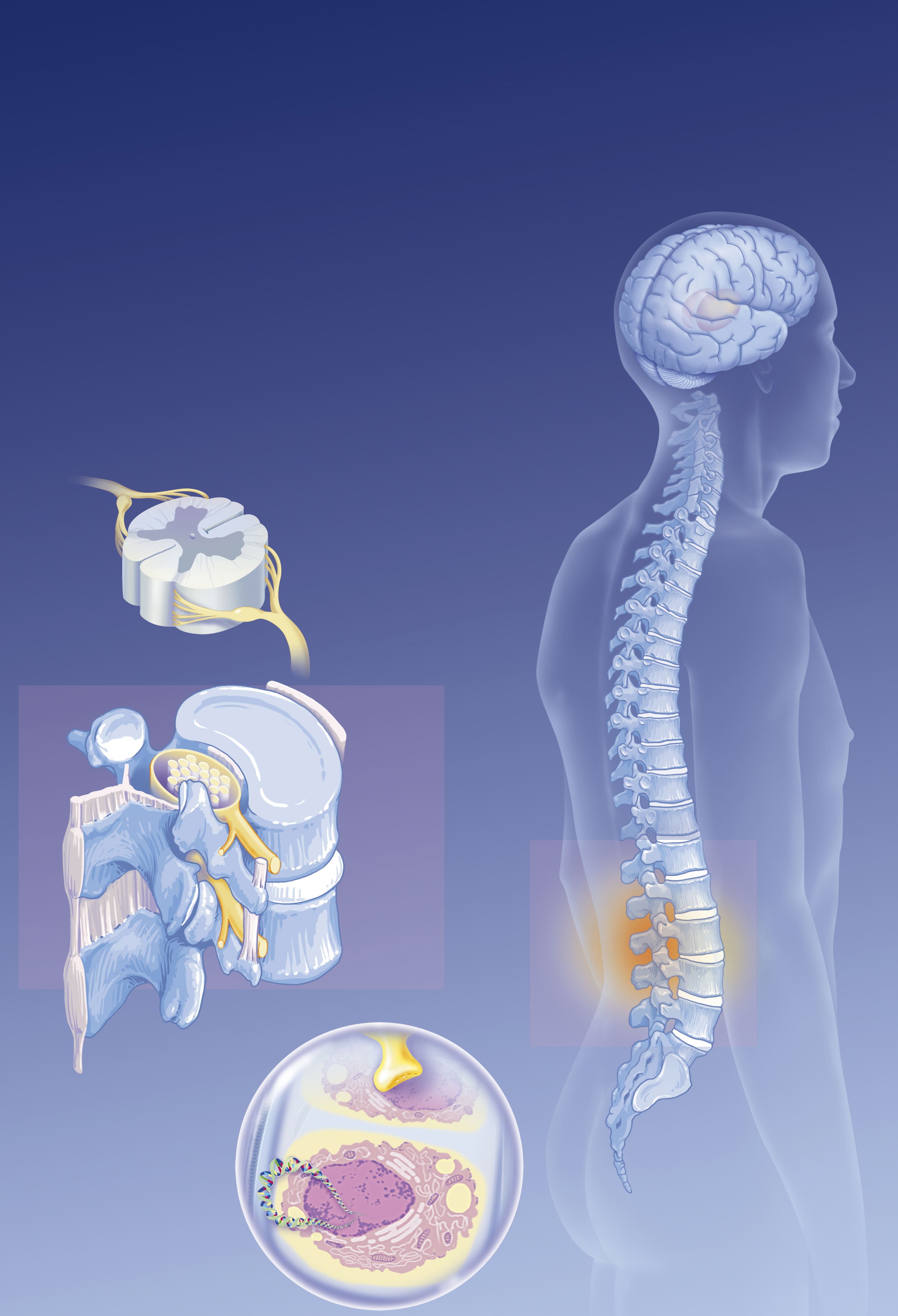 Illustration anatomique montrant le cerveau, la colonne vertébrale, les nocicepteurs lombaires et les influx nerveux | Source : Getty Images