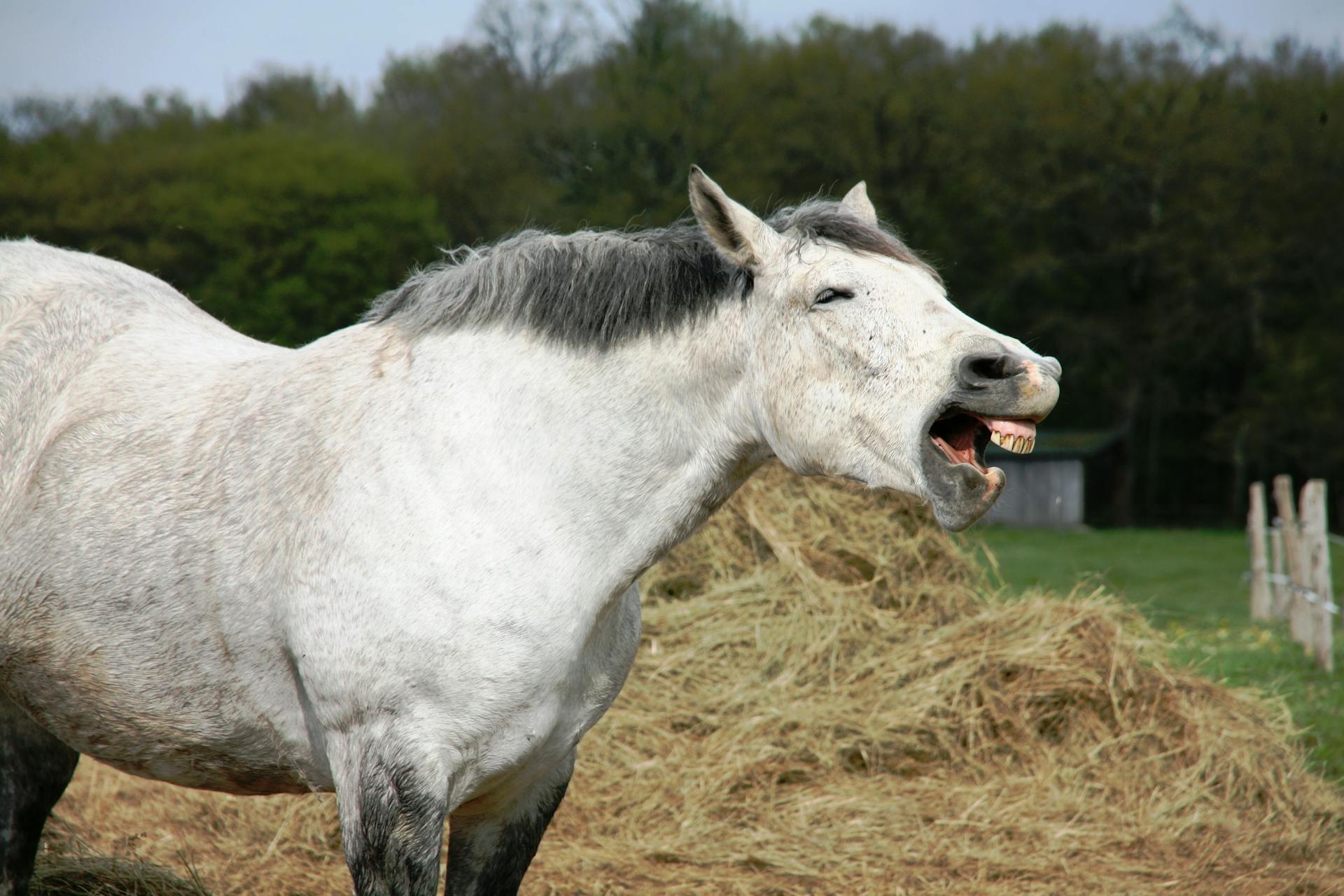 Un cheval qui baille | Source : Pexels