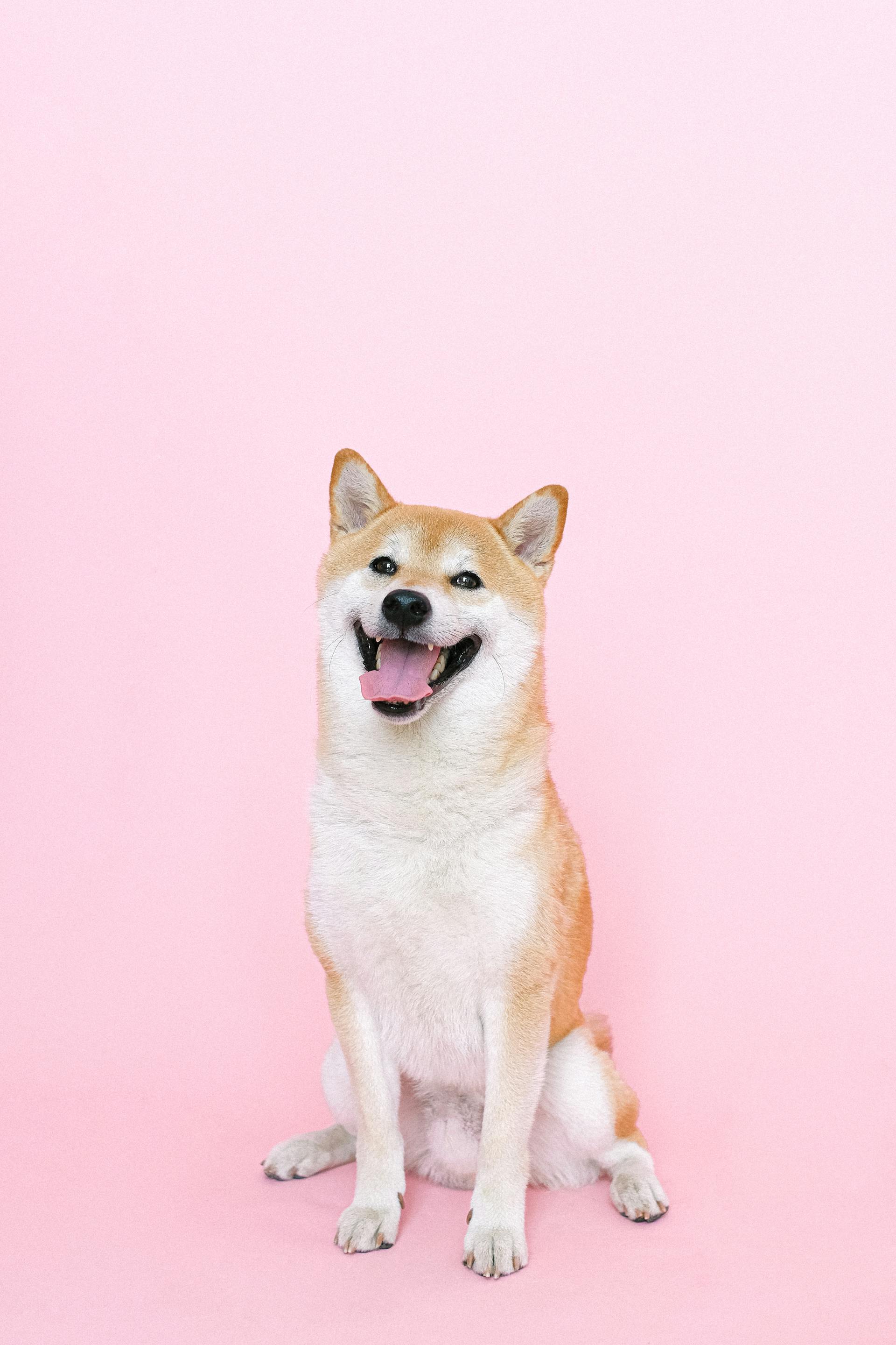 Un chien heureux qui tire la langue | Source : Pexels