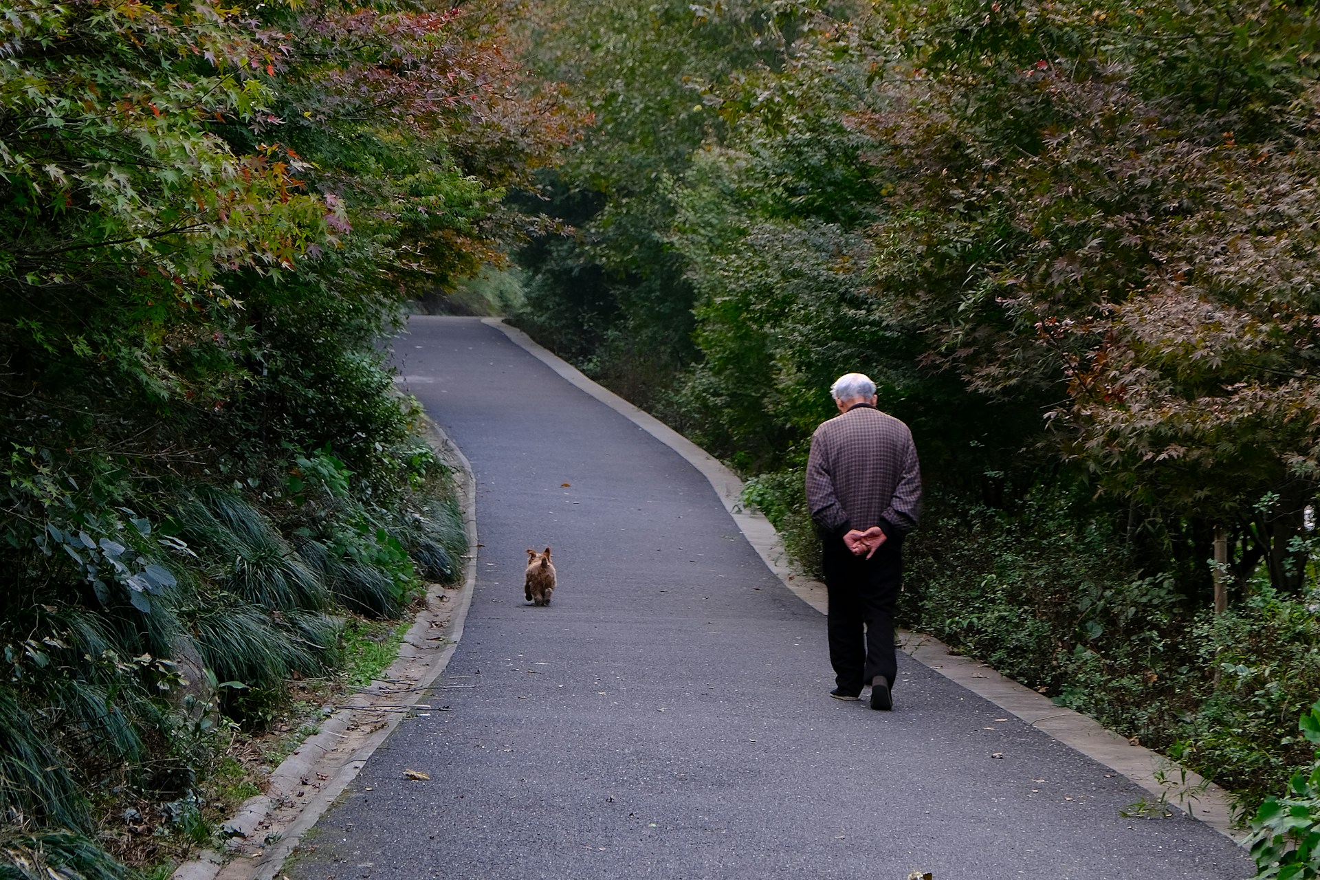 Un homme âgé et son chien marchant sur la route | Source : Unsplash