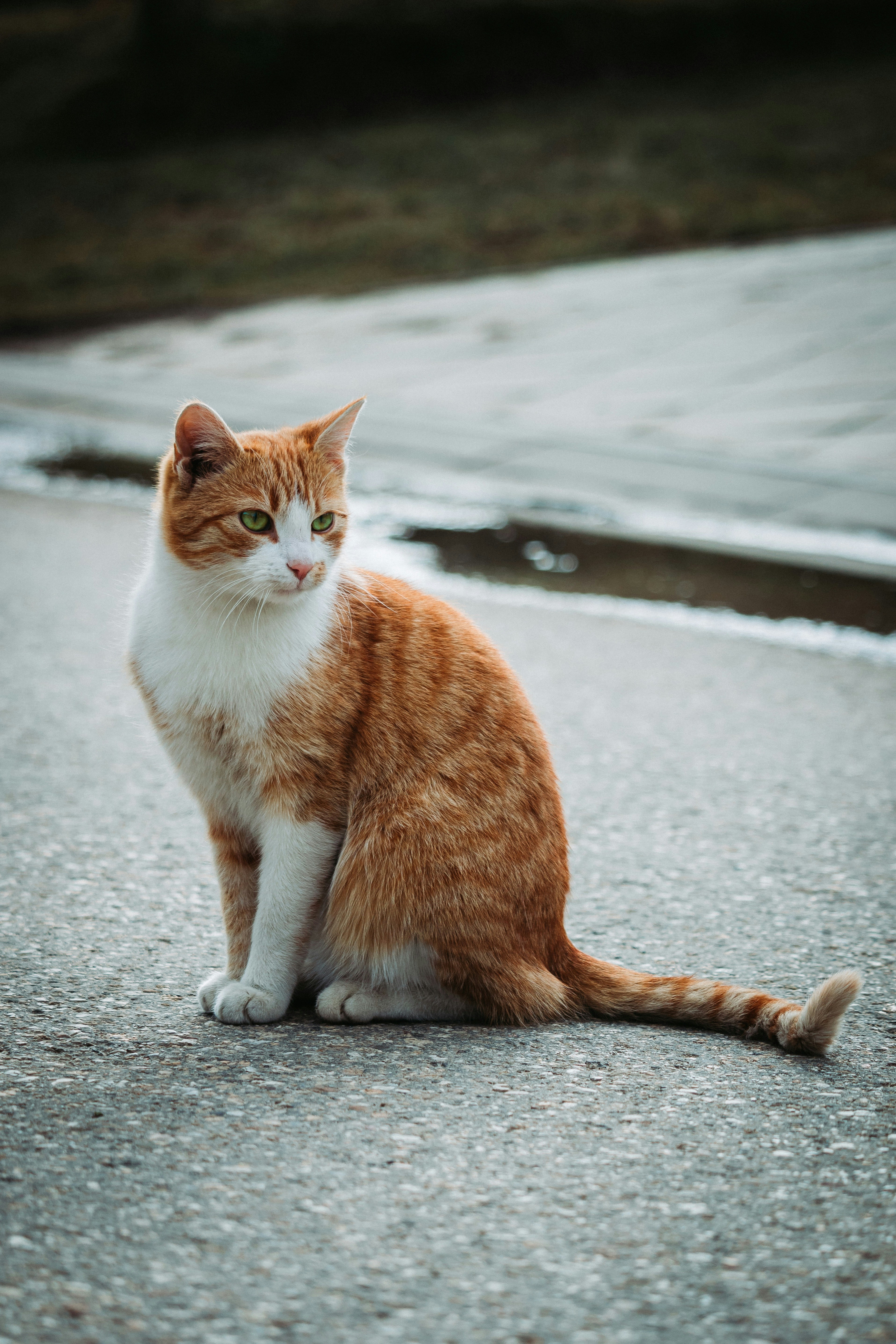Un beau chat | Source : Unsplash