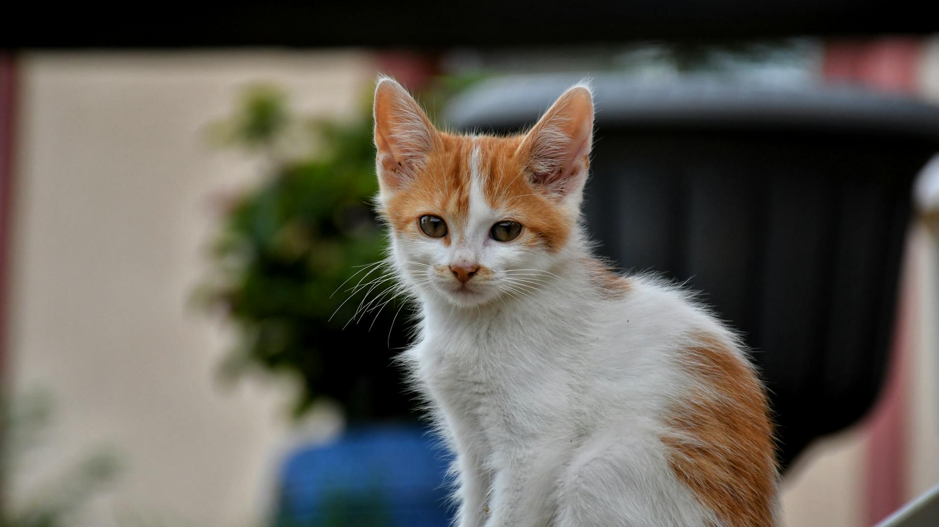 Un chaton | Source : Pexels