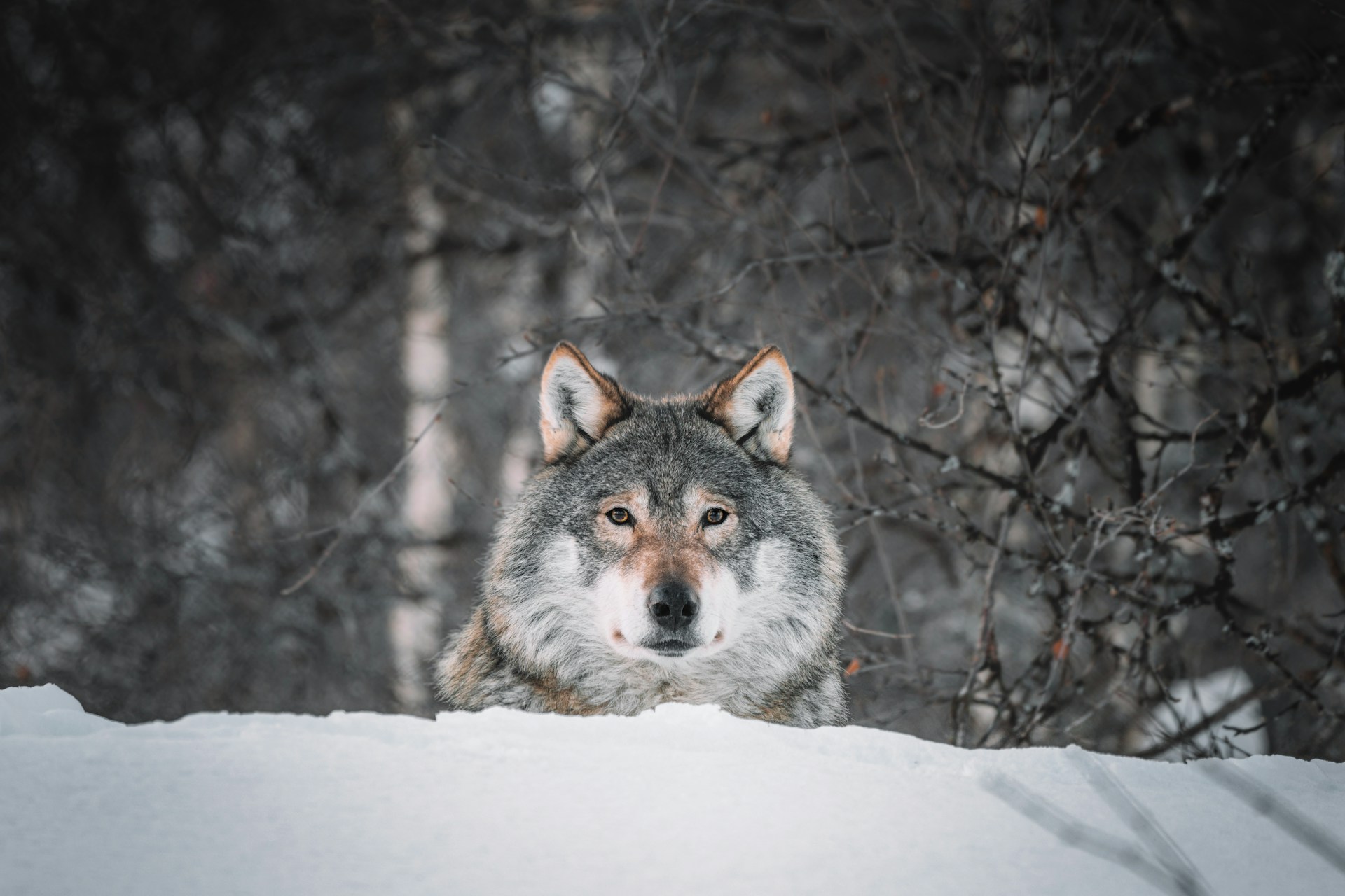 Un loup dans un paysage enneigé | Source : Unsplash