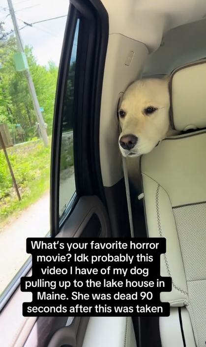 Nahla lors d'une balade en voiture La maison du lac de Johnny Hilbrant et de son mari dans le Maine, posté le 14 avril 2025 | Source : TikTok/johnnyhilbrant