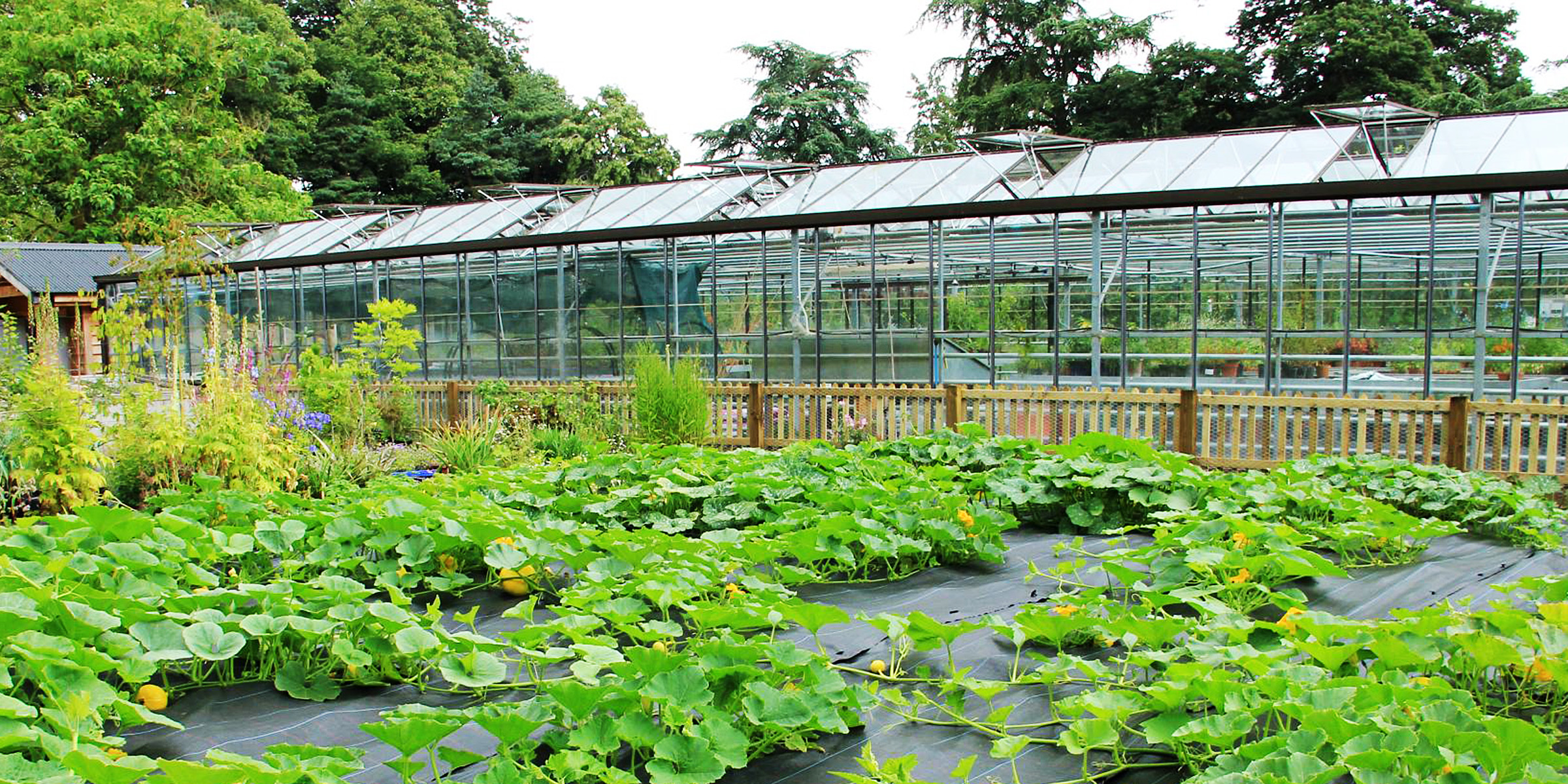 Des plantes dans un jardin | Source : Flickr