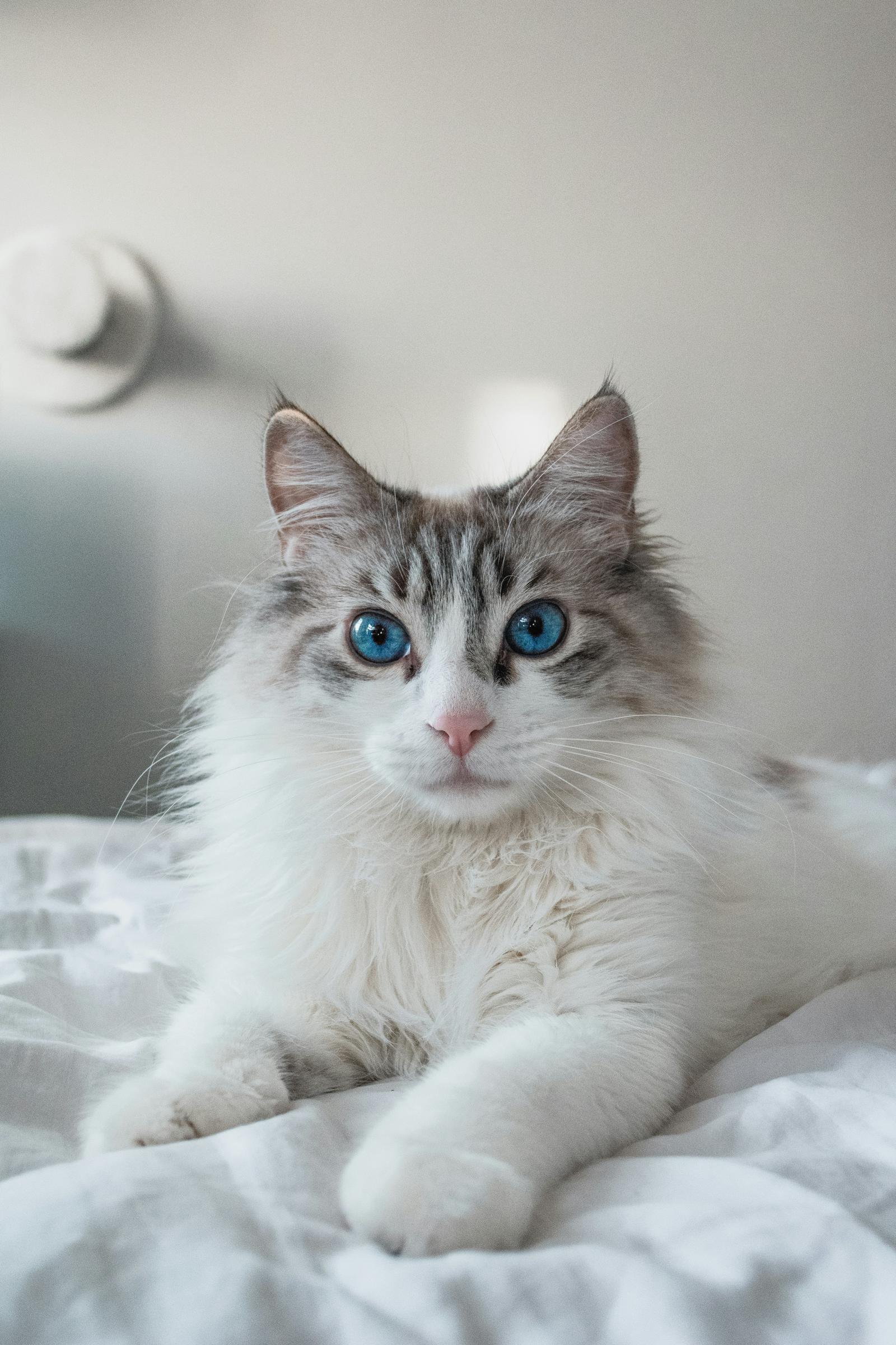 Un chat qui se détend sur un lit | Source : Unsplash
