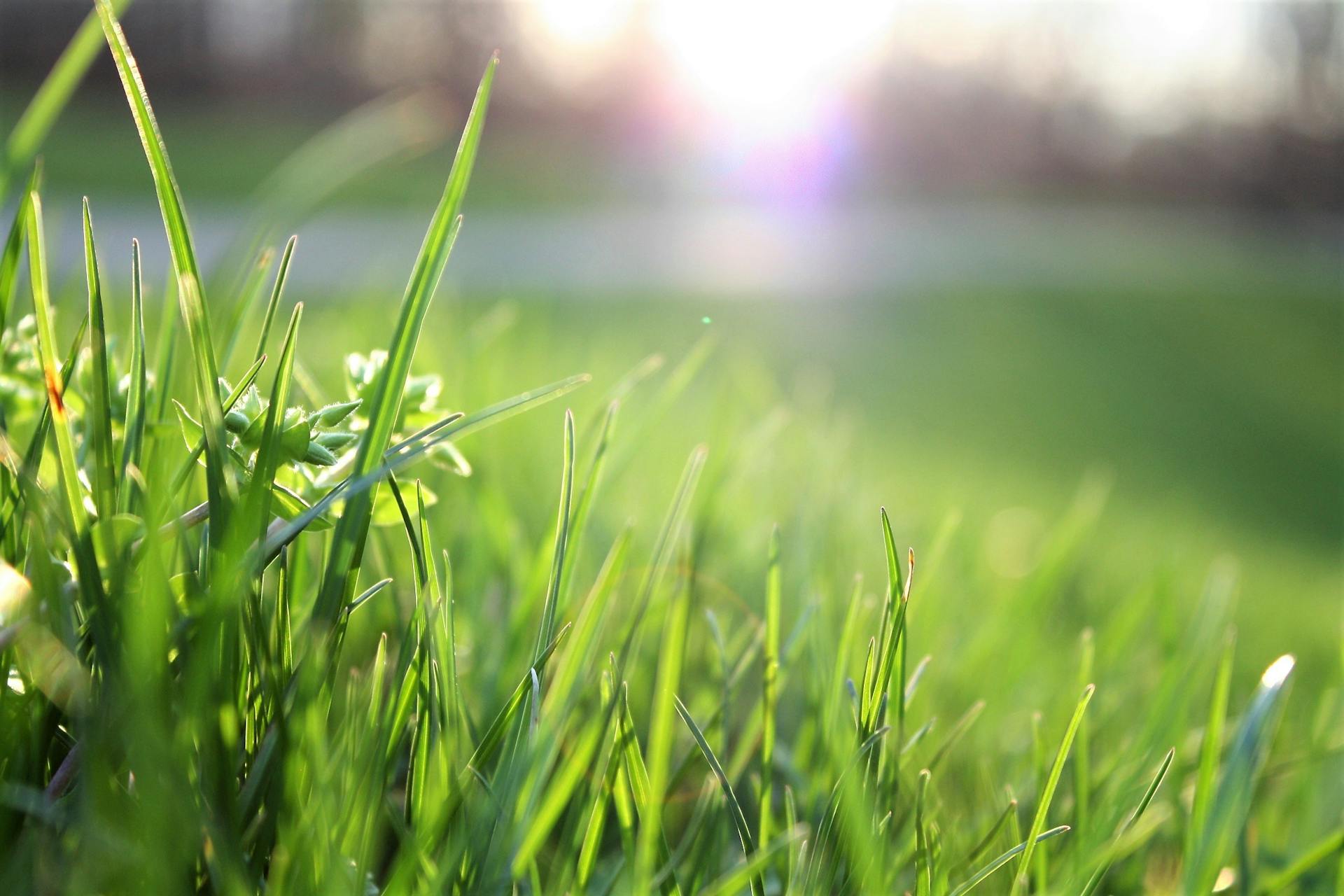 Un gros plan d'herbe | Source : Pexels