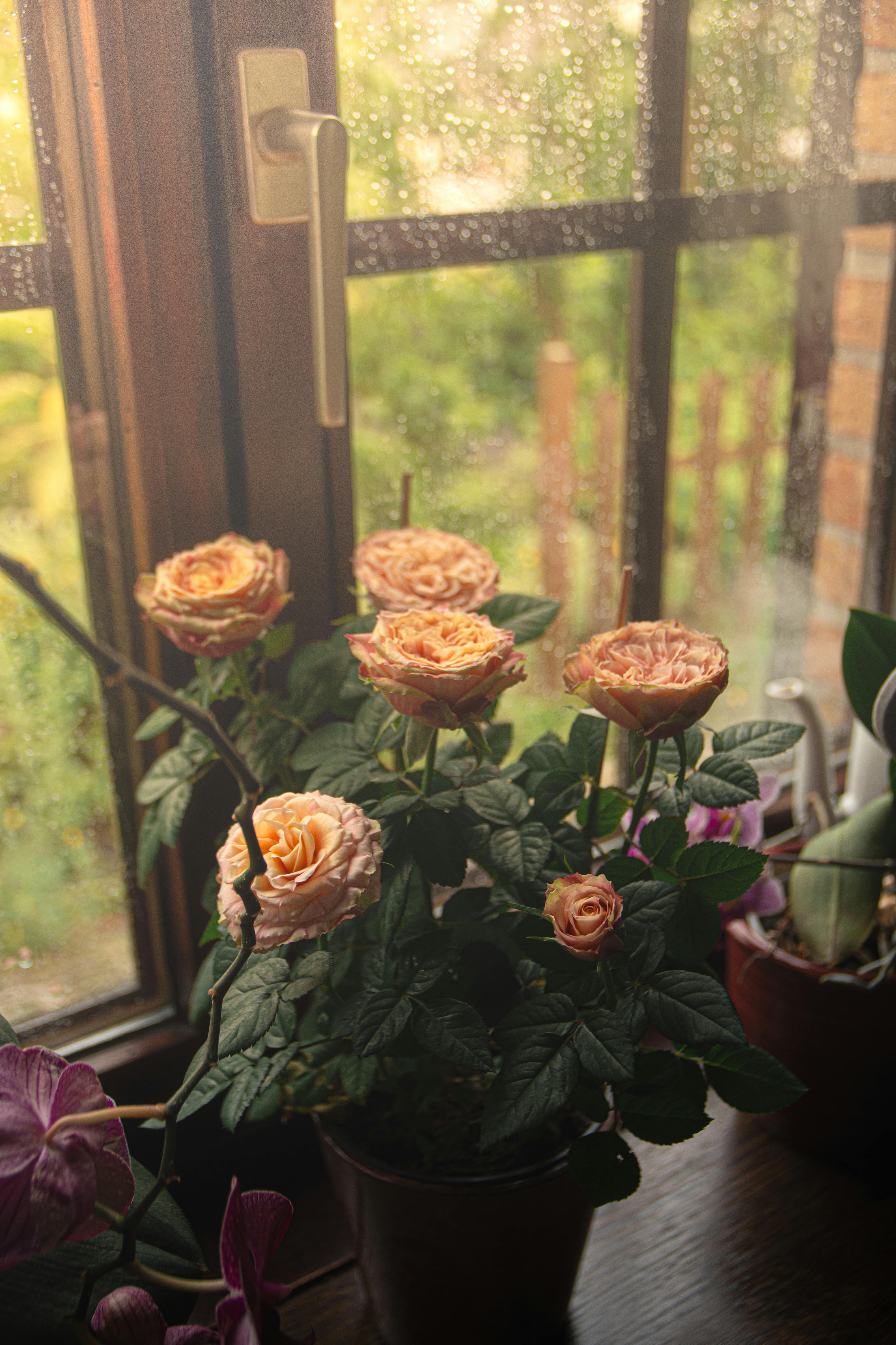 Un pot de roses à la floraison éclatante sur un rebord de fenêtre | Source : Pexels