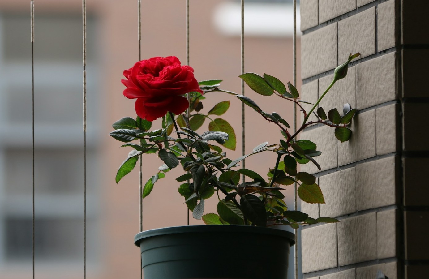 Un rosier en pot avec une seule | Source : Unsplash