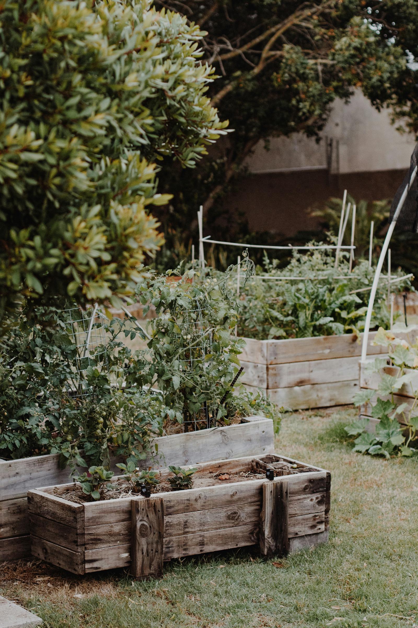 Jardinières en bois dans un jardin | Source : Unsplash