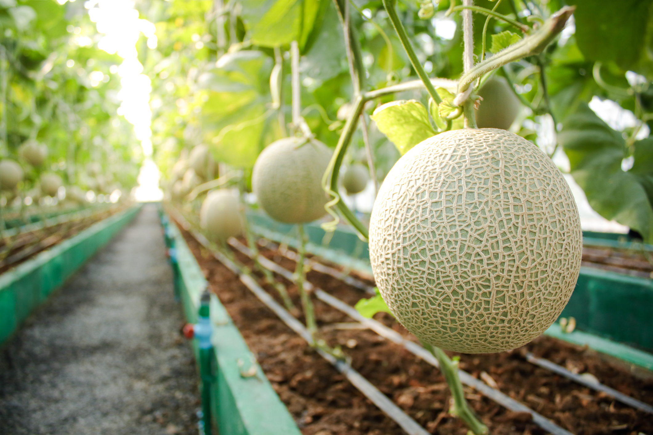 Culture de melons | Source : Getty Images