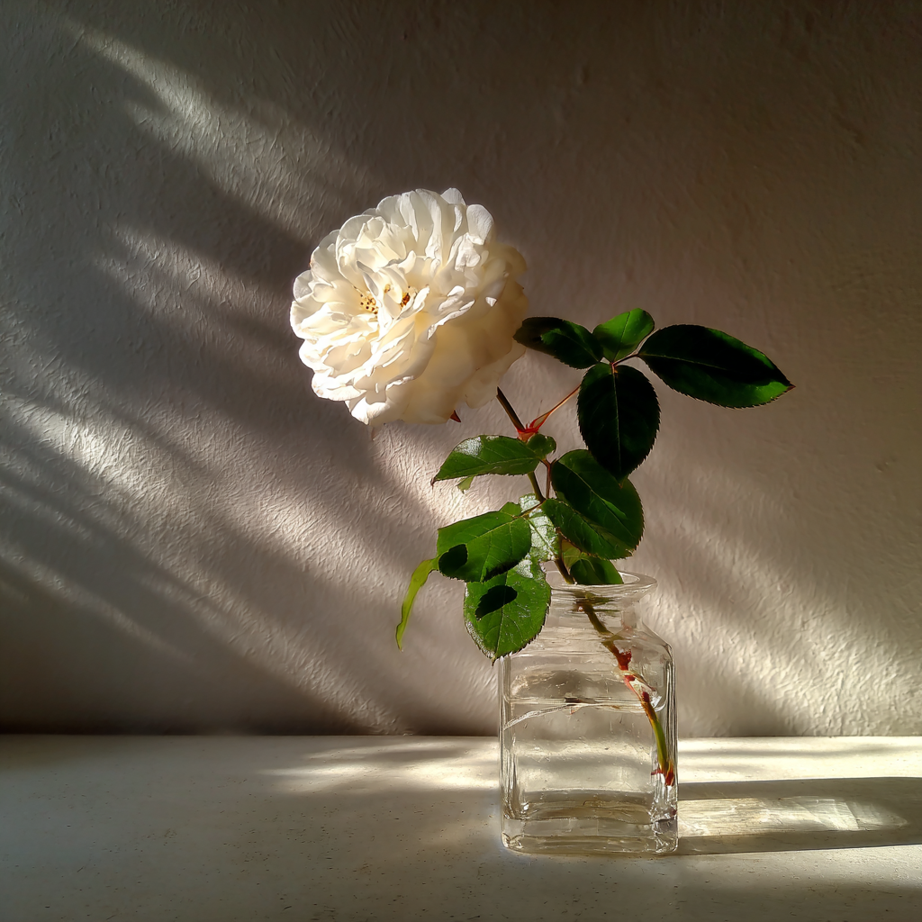 Une rose blanche dans un vase | Source : Midjourney