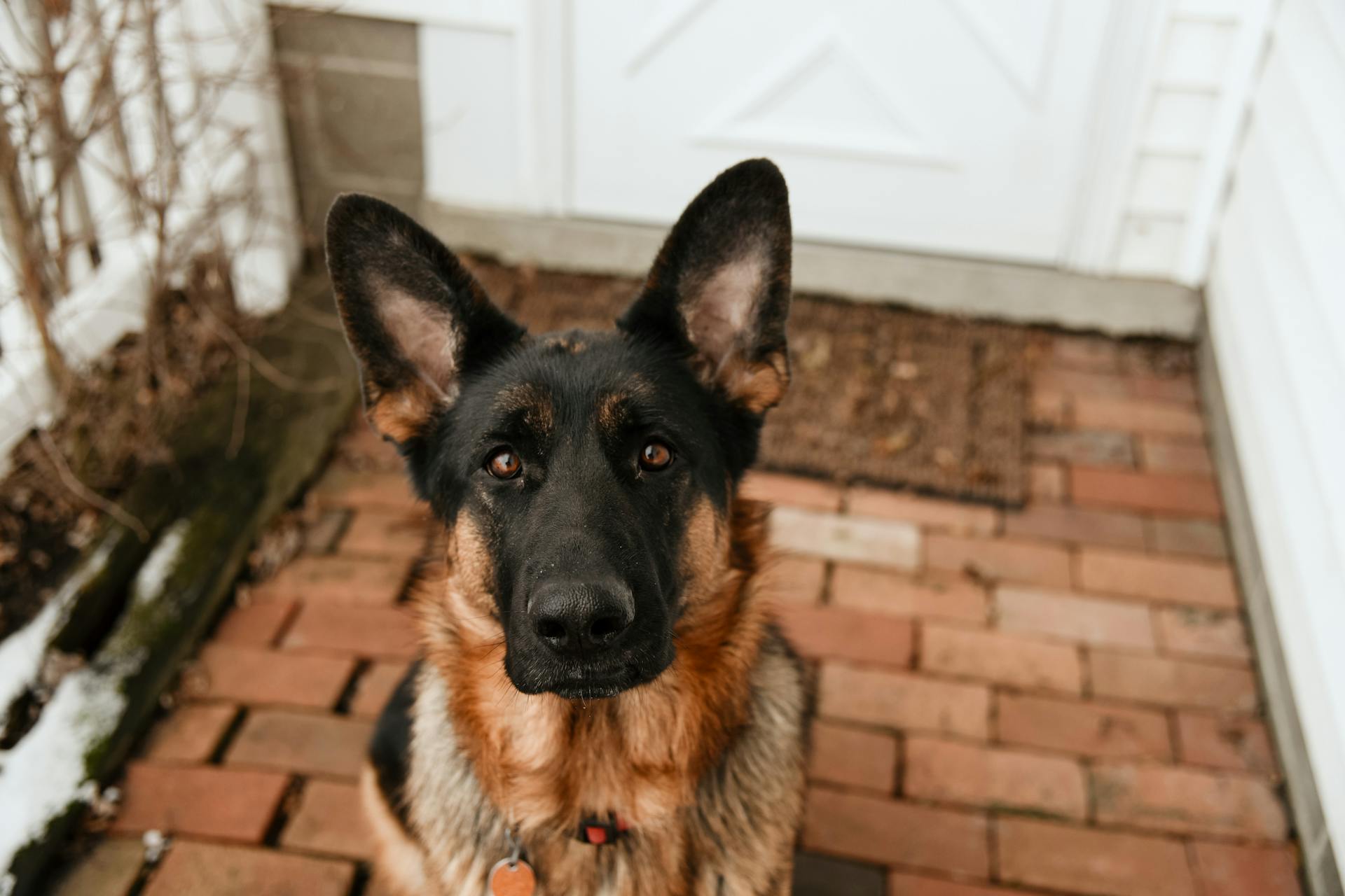 Un berger allemand devant une maison | Source : Pexels