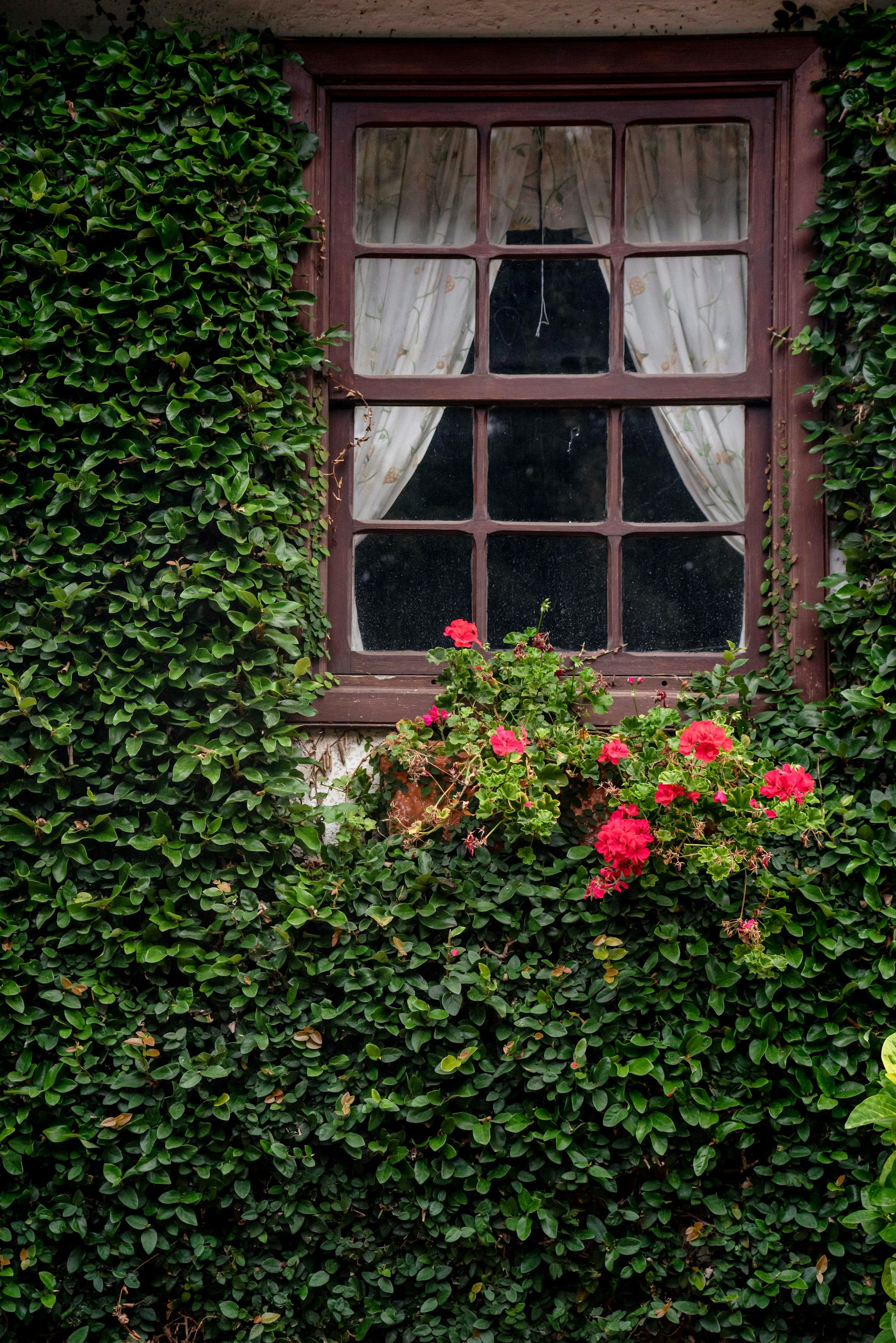Plantes autour d'une fenêtre | Source : Pexels
