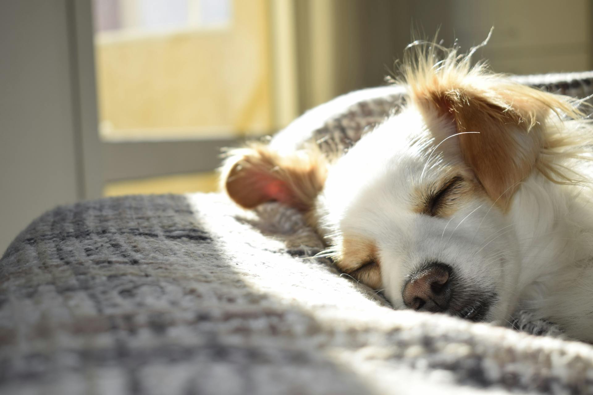 Un chien qui dort | Source : Pexels