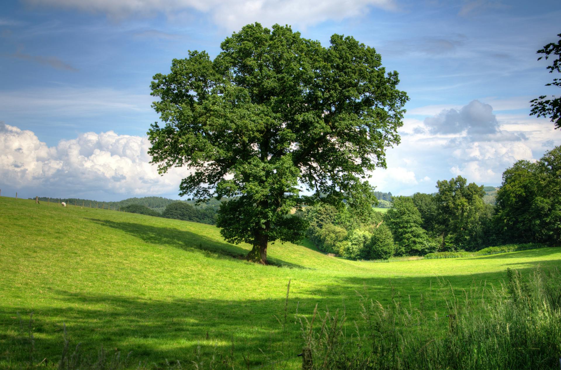 Un arbre sur une colline | Source : Pexels