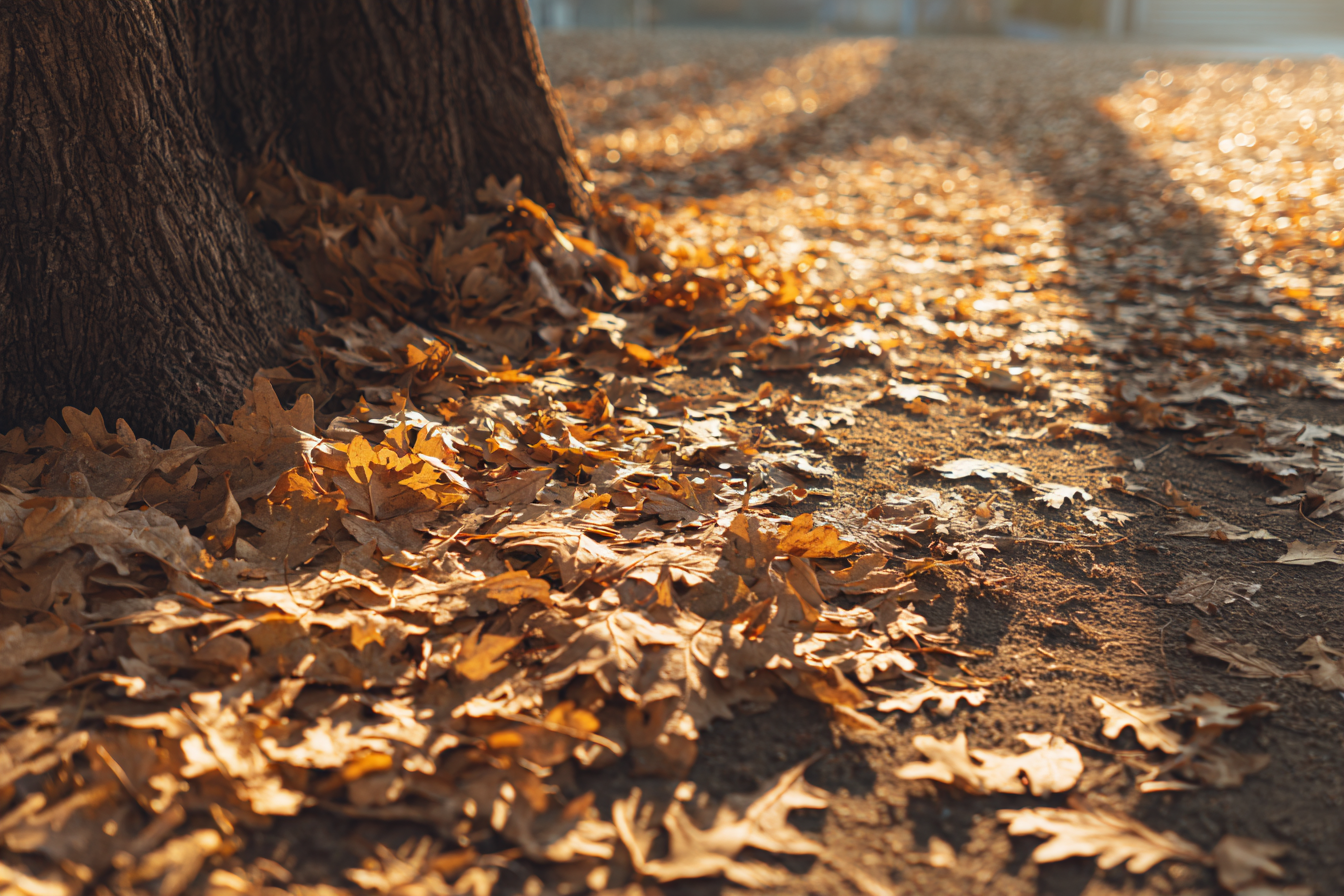 Feuilles tombées dans un parc | Source : Midjourney