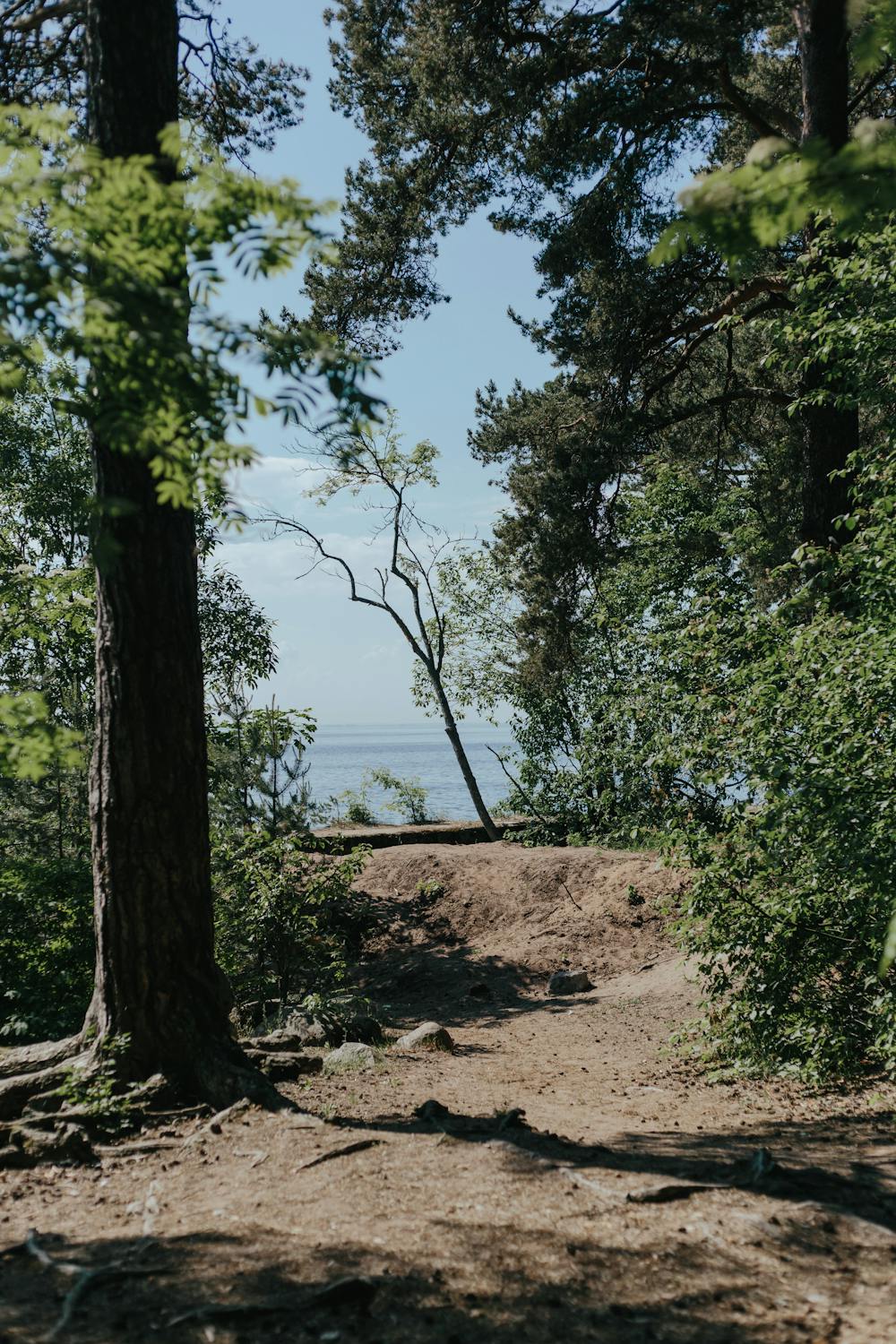 Une clairière de forêt | Source : Pexels