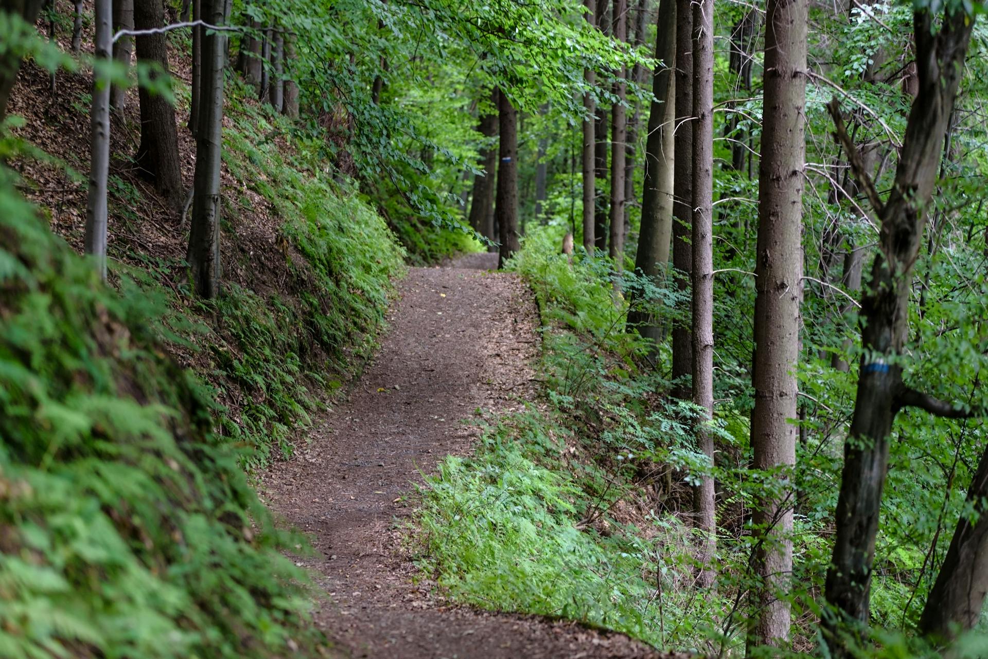 Un sentier de randonnée | Source : Pexels