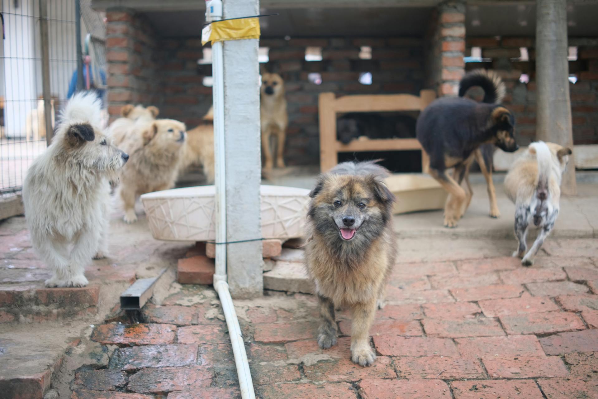 Chiens dans un refuge pour animaux | Source : Pexels