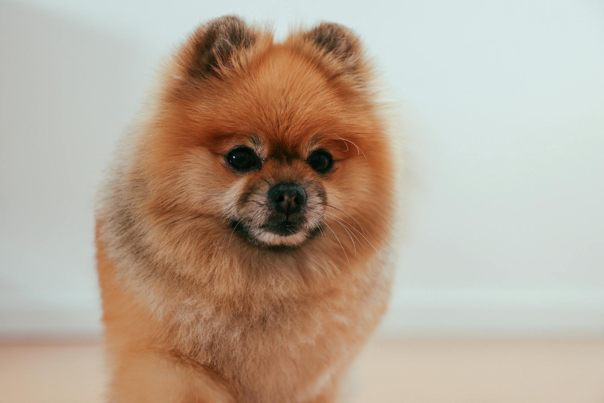Un chien à l'intérieur d'une maison | Source : Pexels