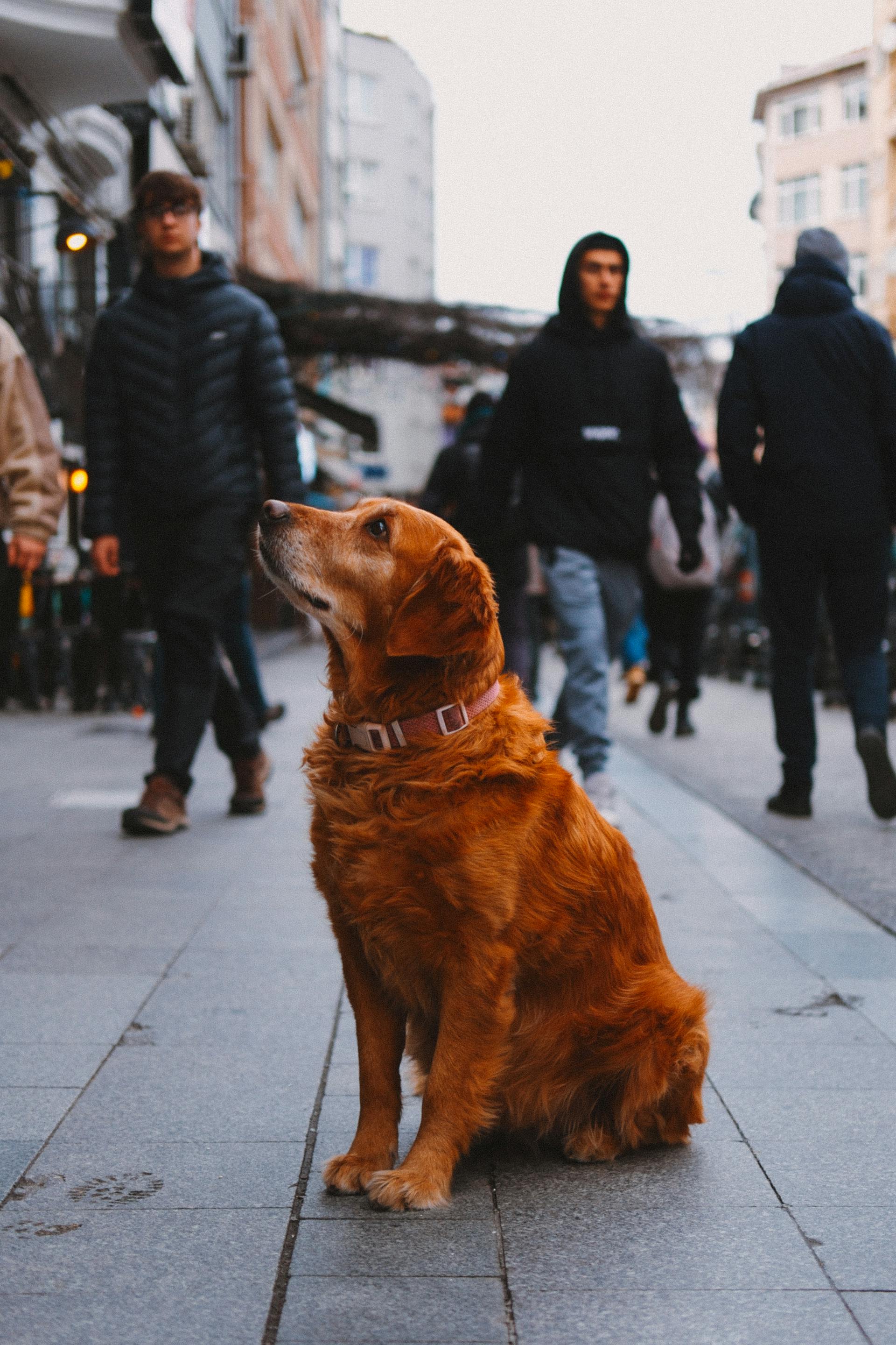 Un chien assis sur un trottoir | Source : Pexels