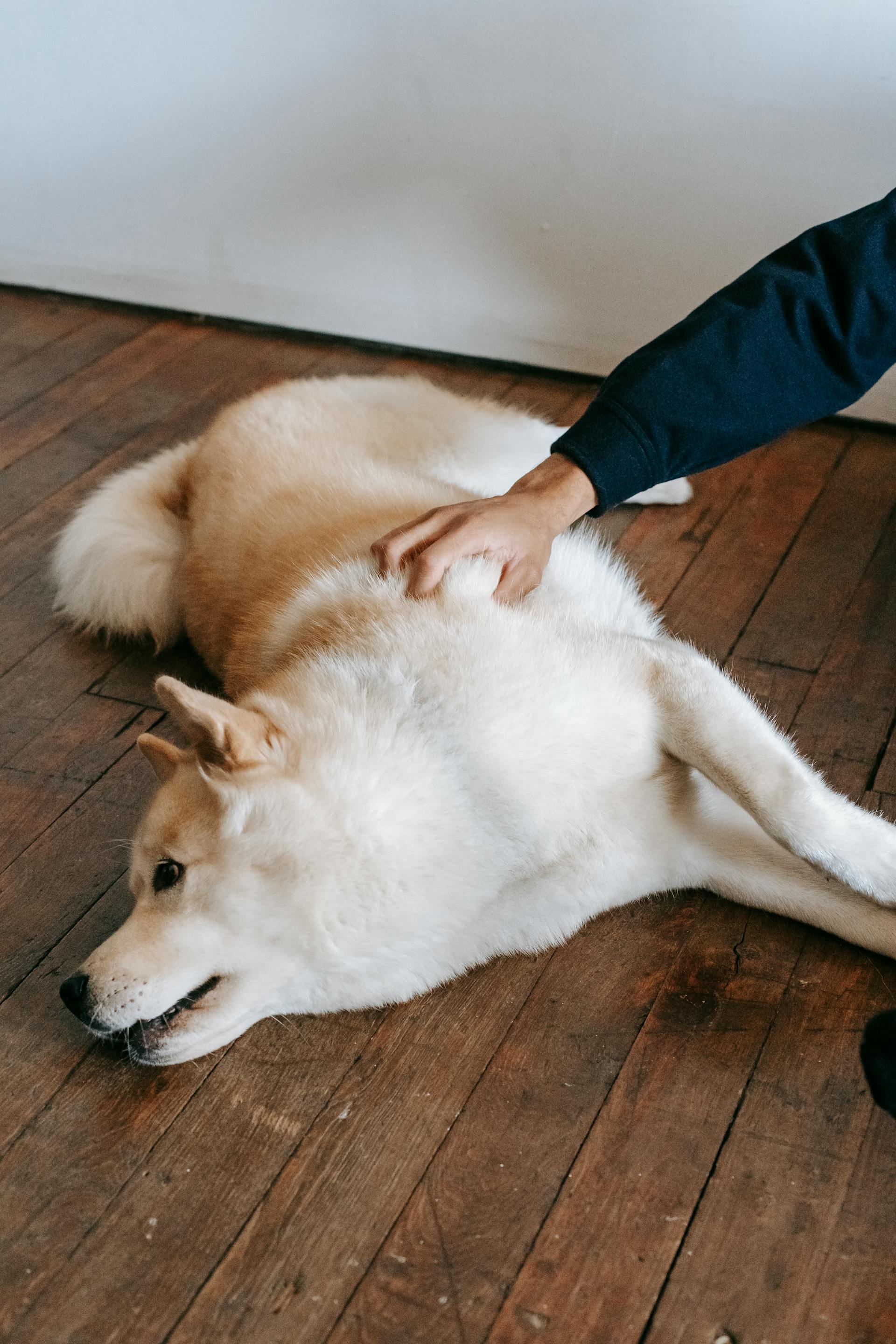 Un homme caressant un chien couché sur le sol | Source : Pexels