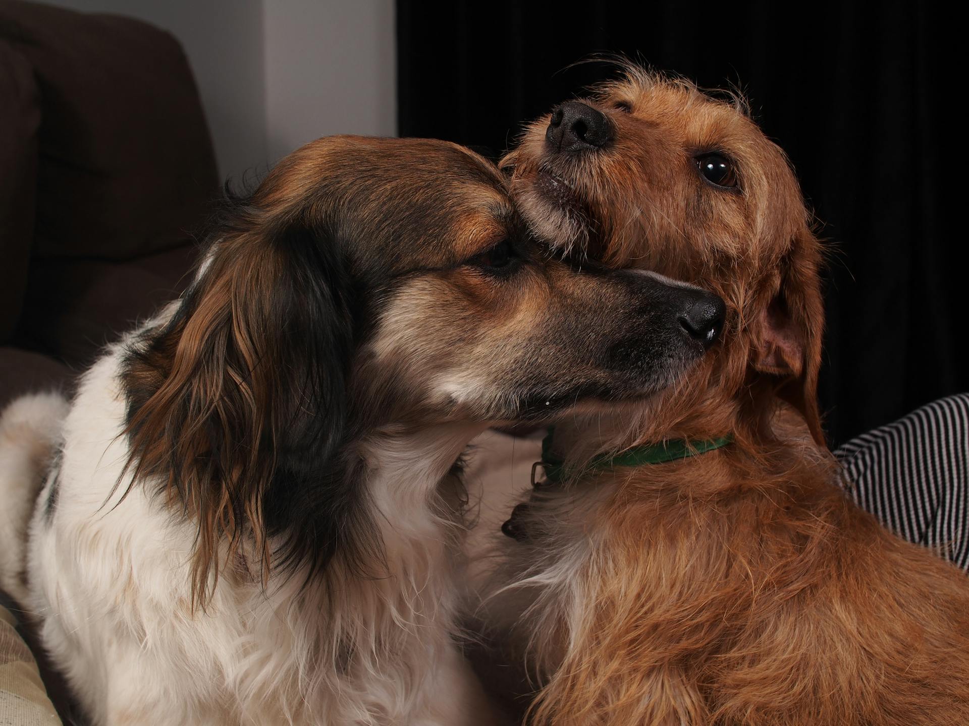 Deux chiens assis ensemble | Source : Pexels