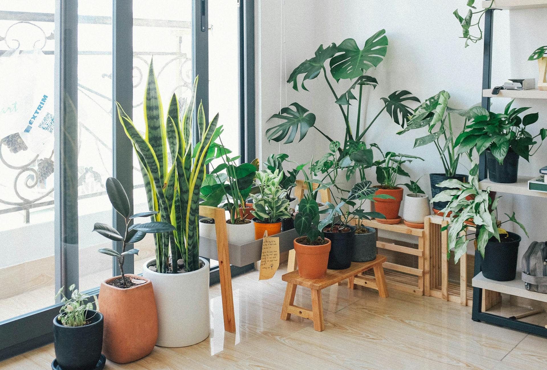Plantes dans une maison | Source : Pexels
